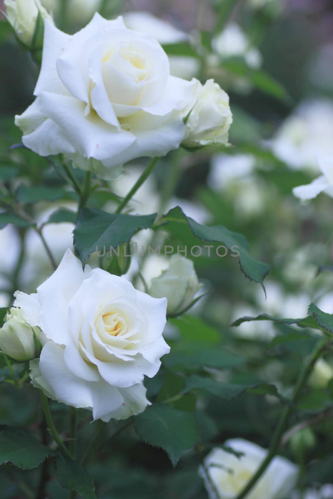 Close up   Beautiful  rose in a garden 