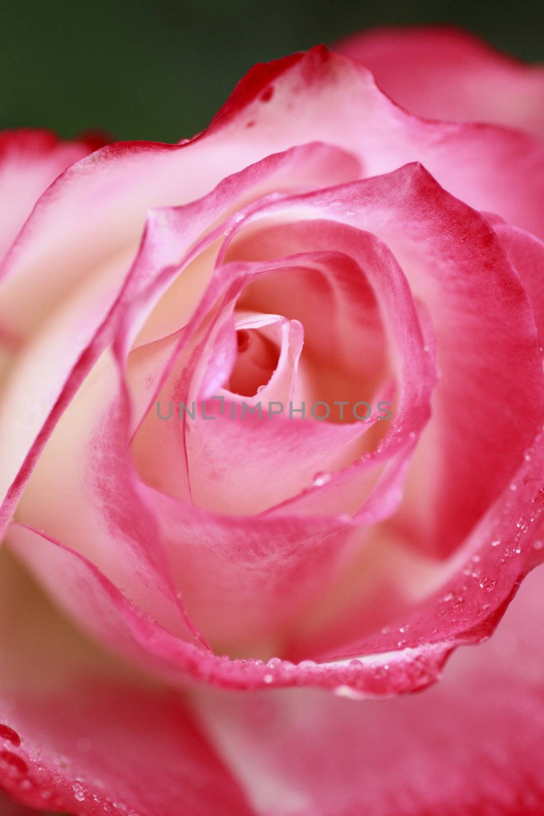 Close up   Beautiful  rose in a garden 