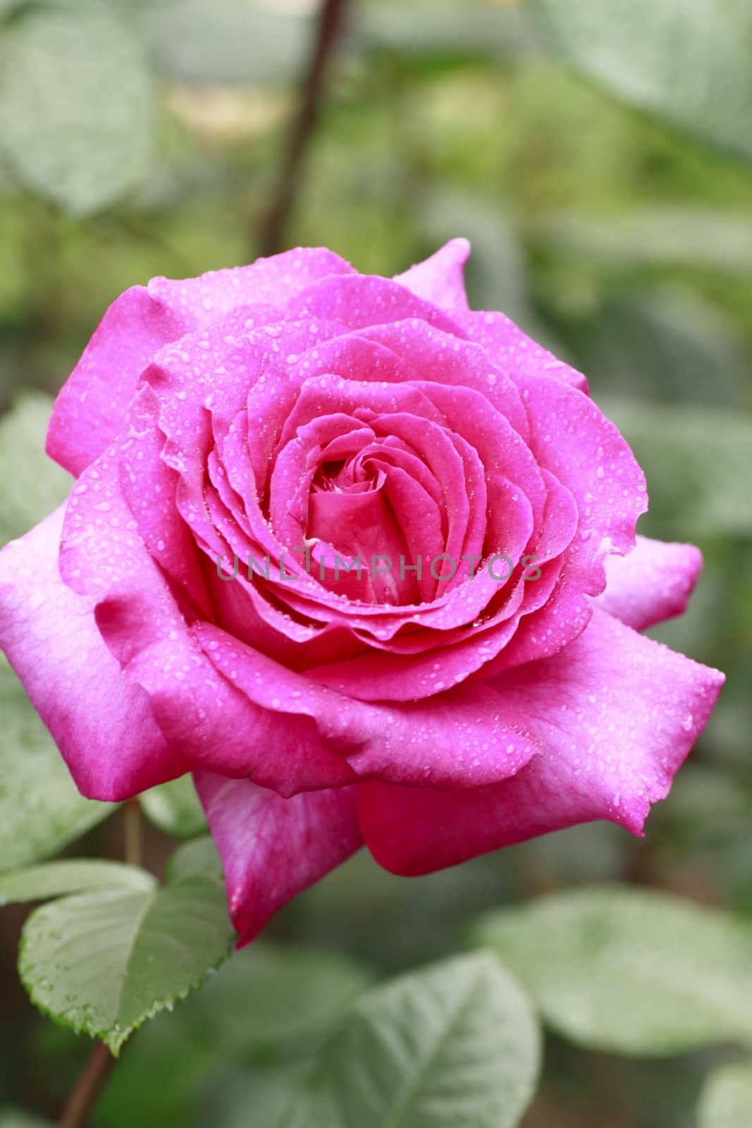 Close up   Beautiful  rose in a garden 