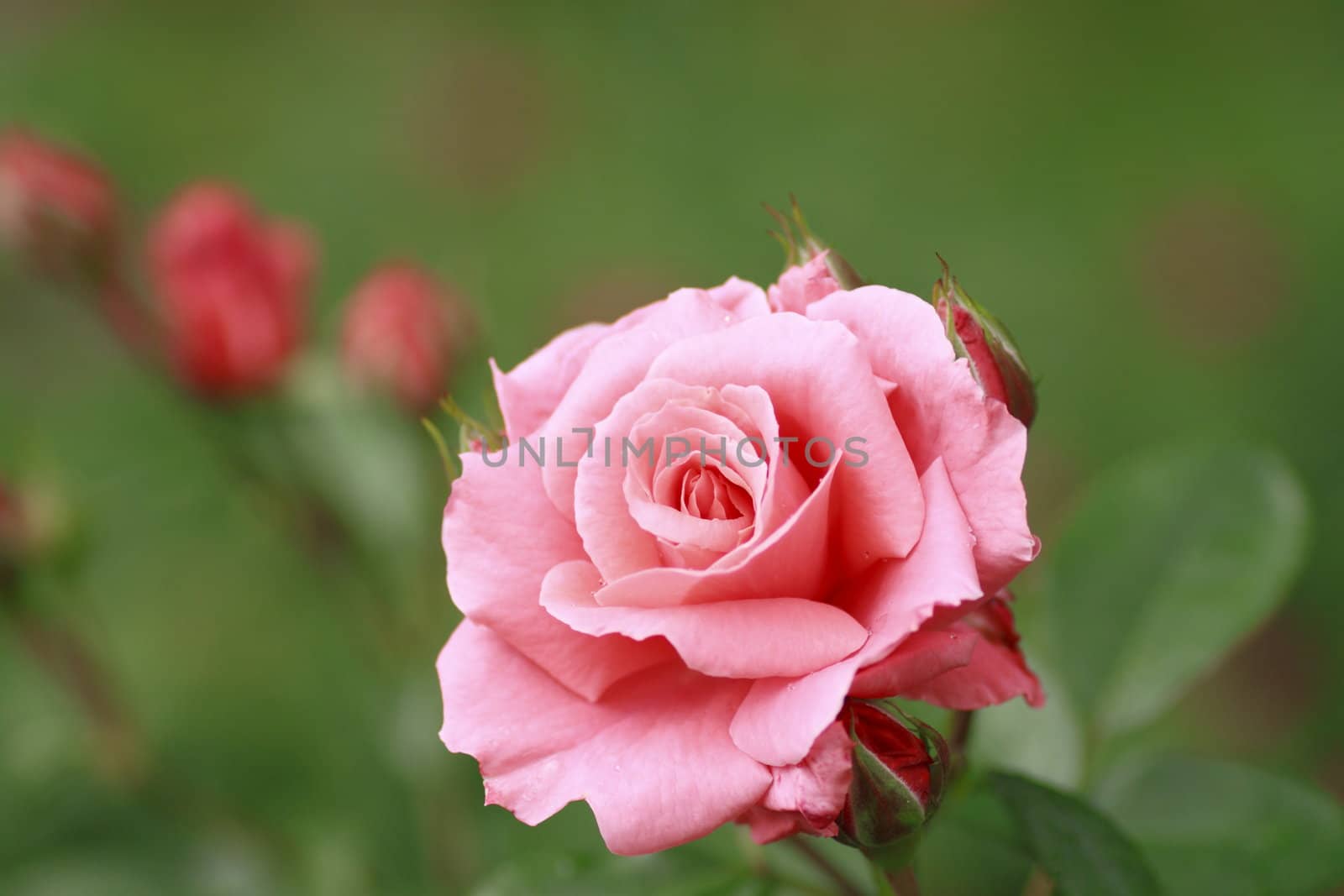 Close up   Beautiful  rose in a garden 