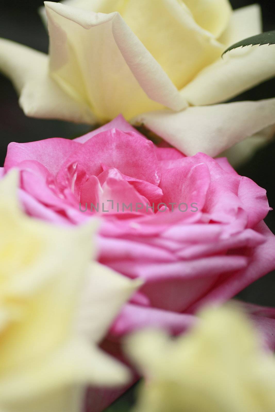 Close up   Beautiful  rose in a garden 