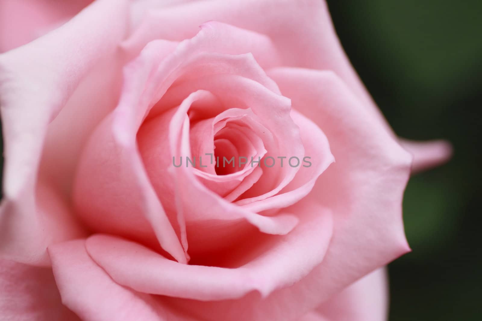 Close up   Beautiful  rose in a garden 