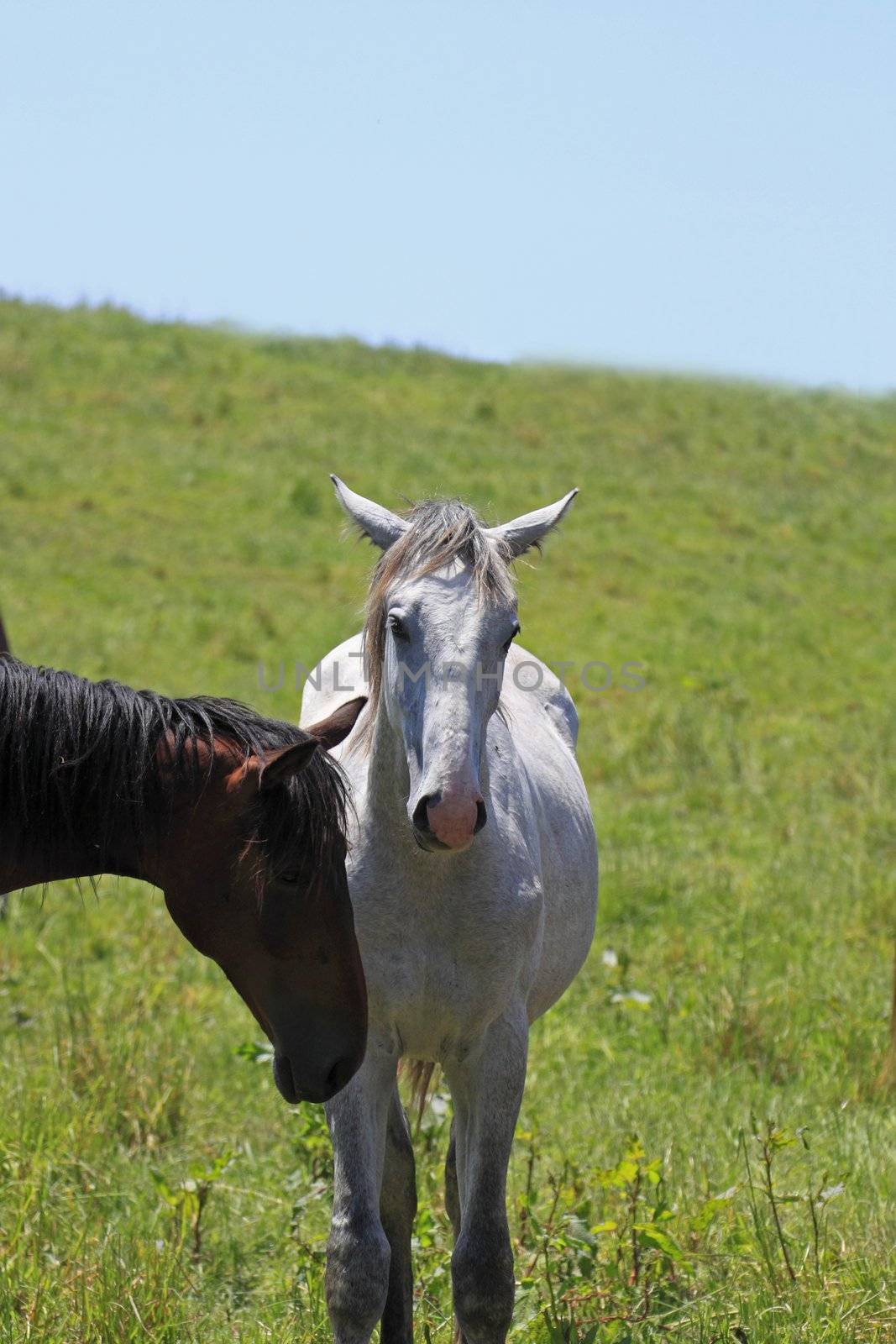 horse and  field  in summer