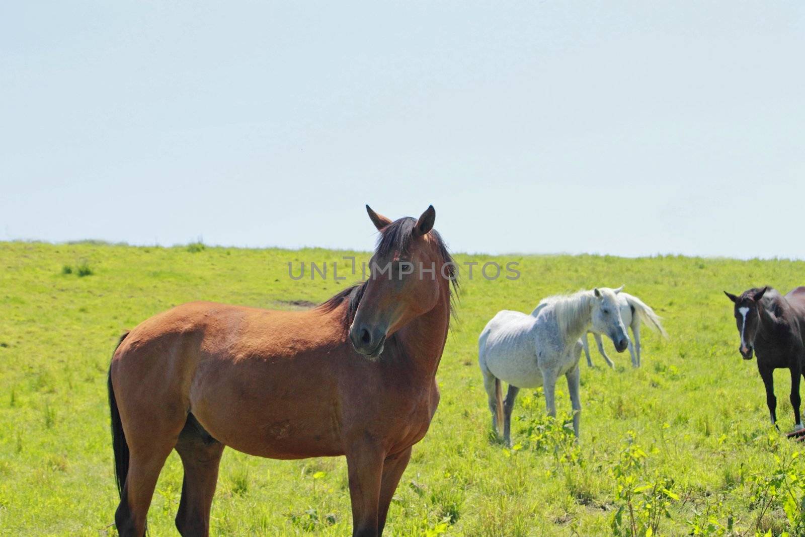 horse and  field  in summer