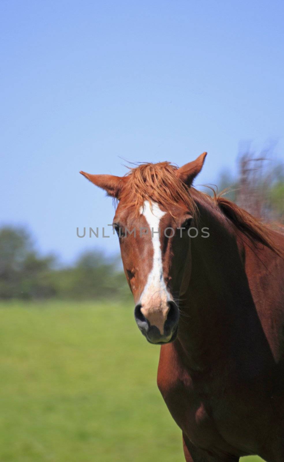 horse and  field  in summer