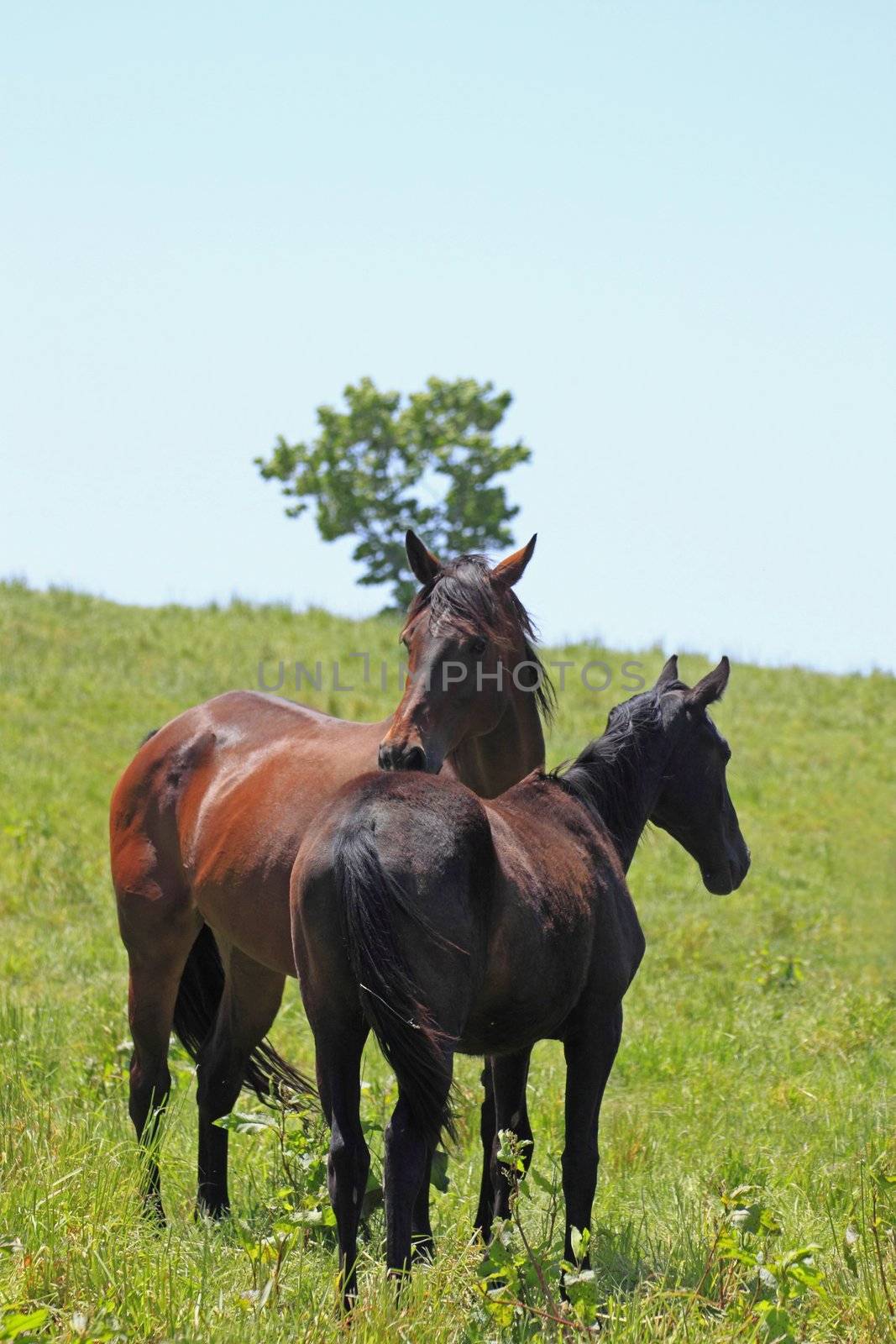 horse and  field  in summer