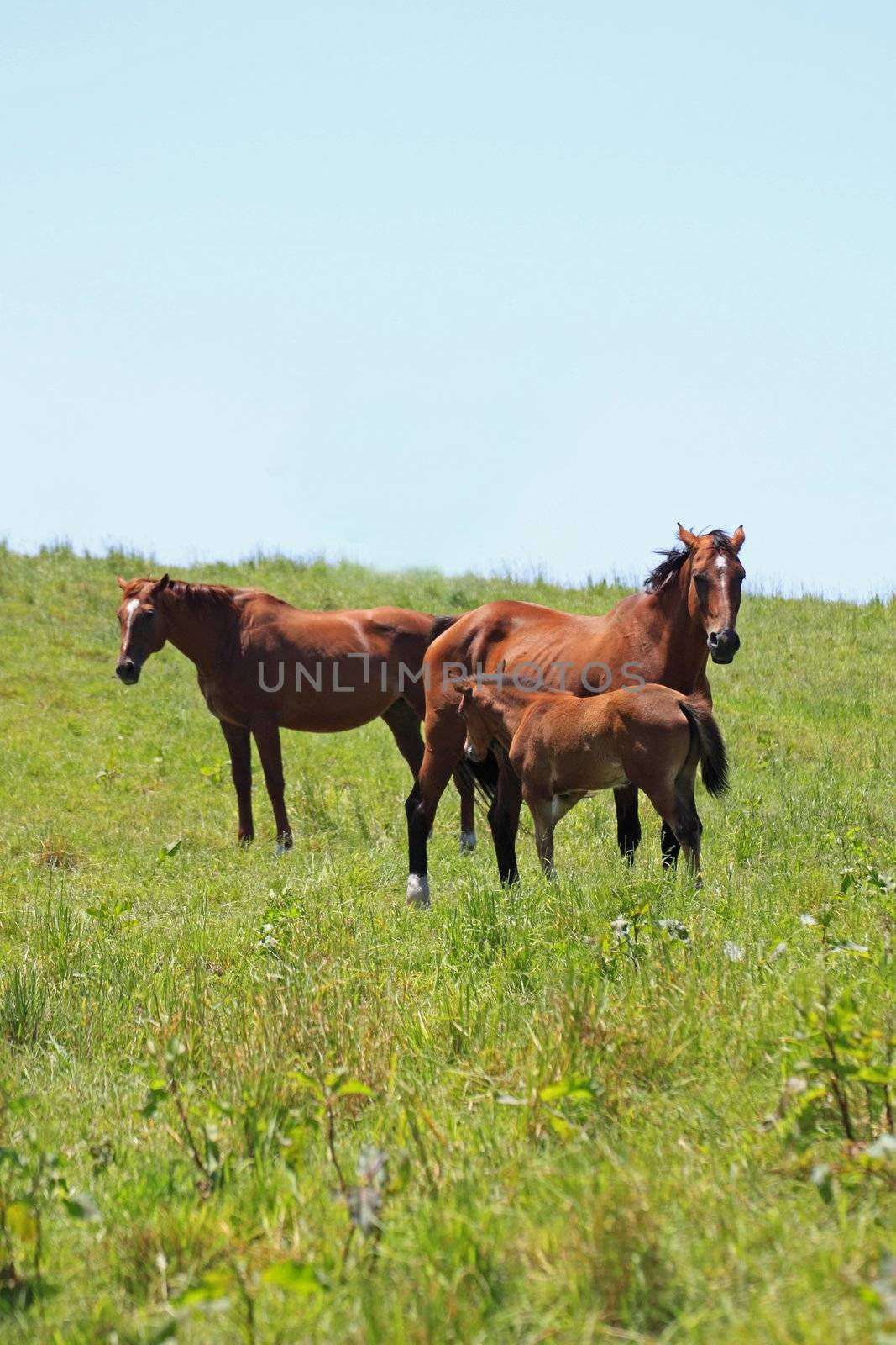 horse and  field  in summer