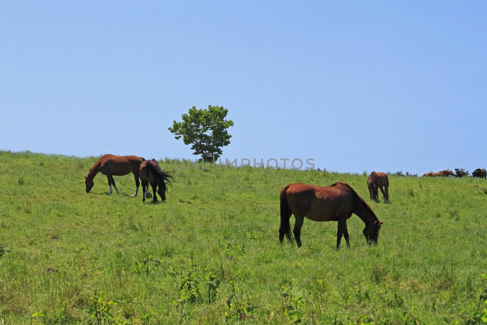 horse and  field  in summer