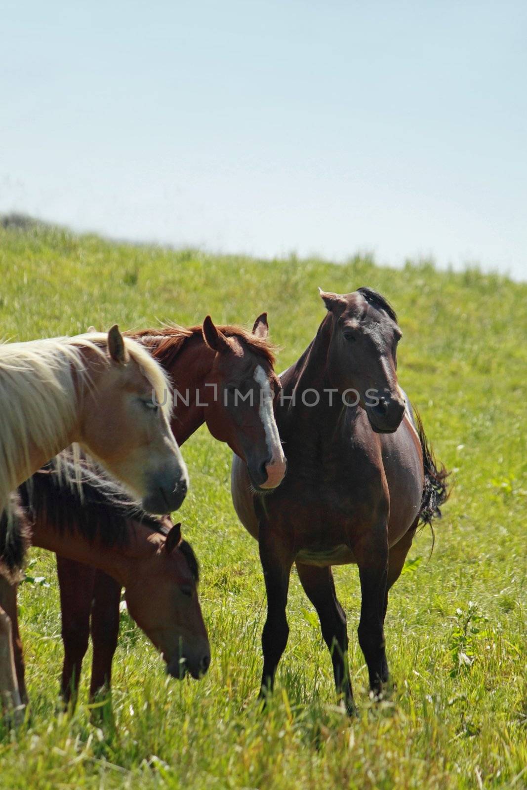 horse and  field  in summer