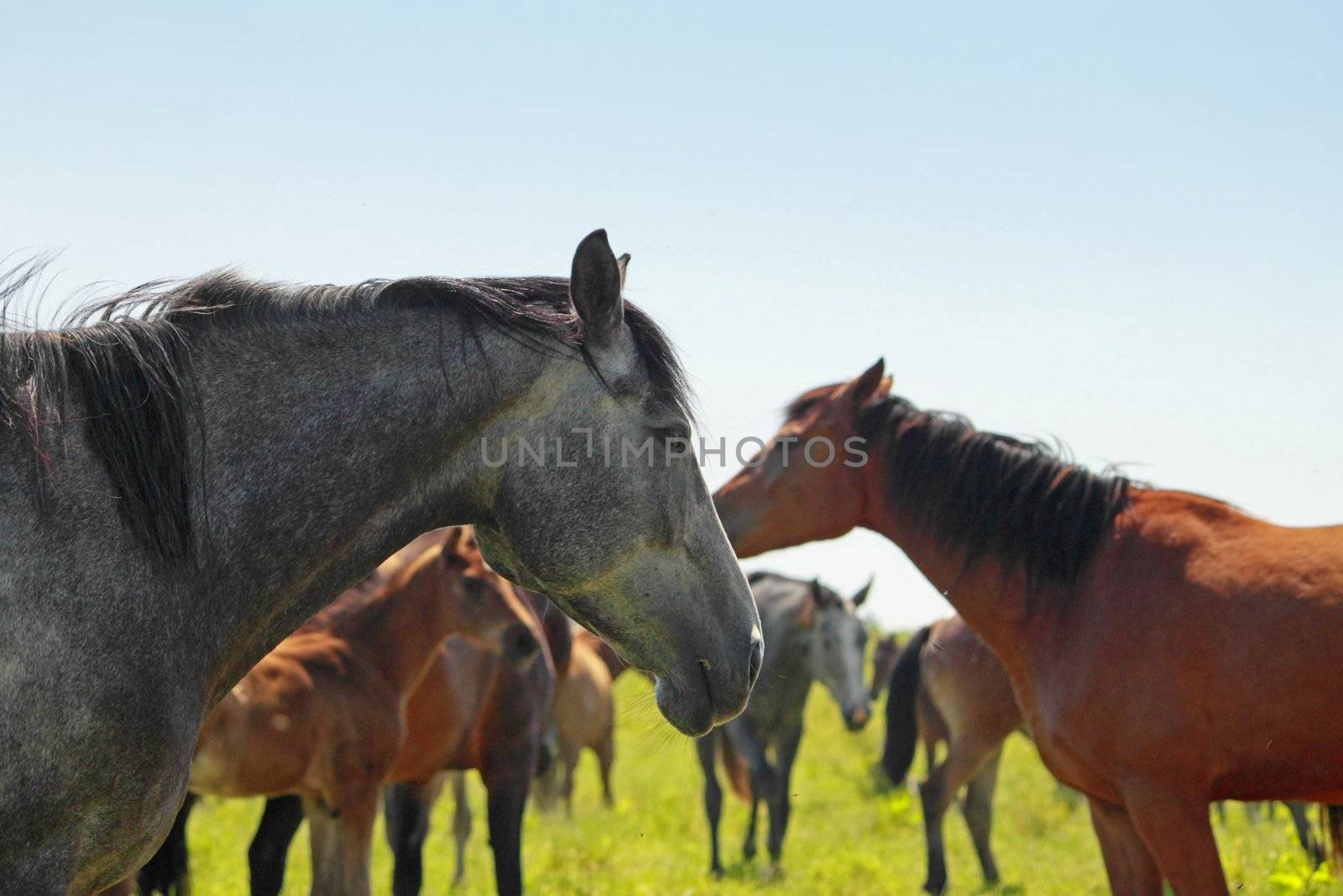 horse and  field  in summer