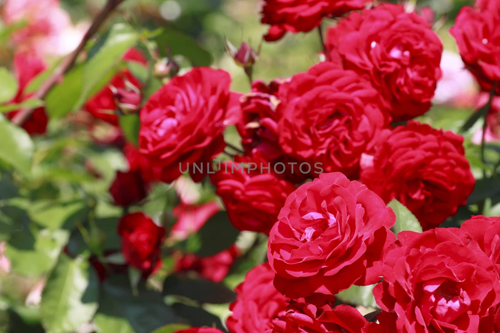 Close up   Beautiful  rose in a garden 