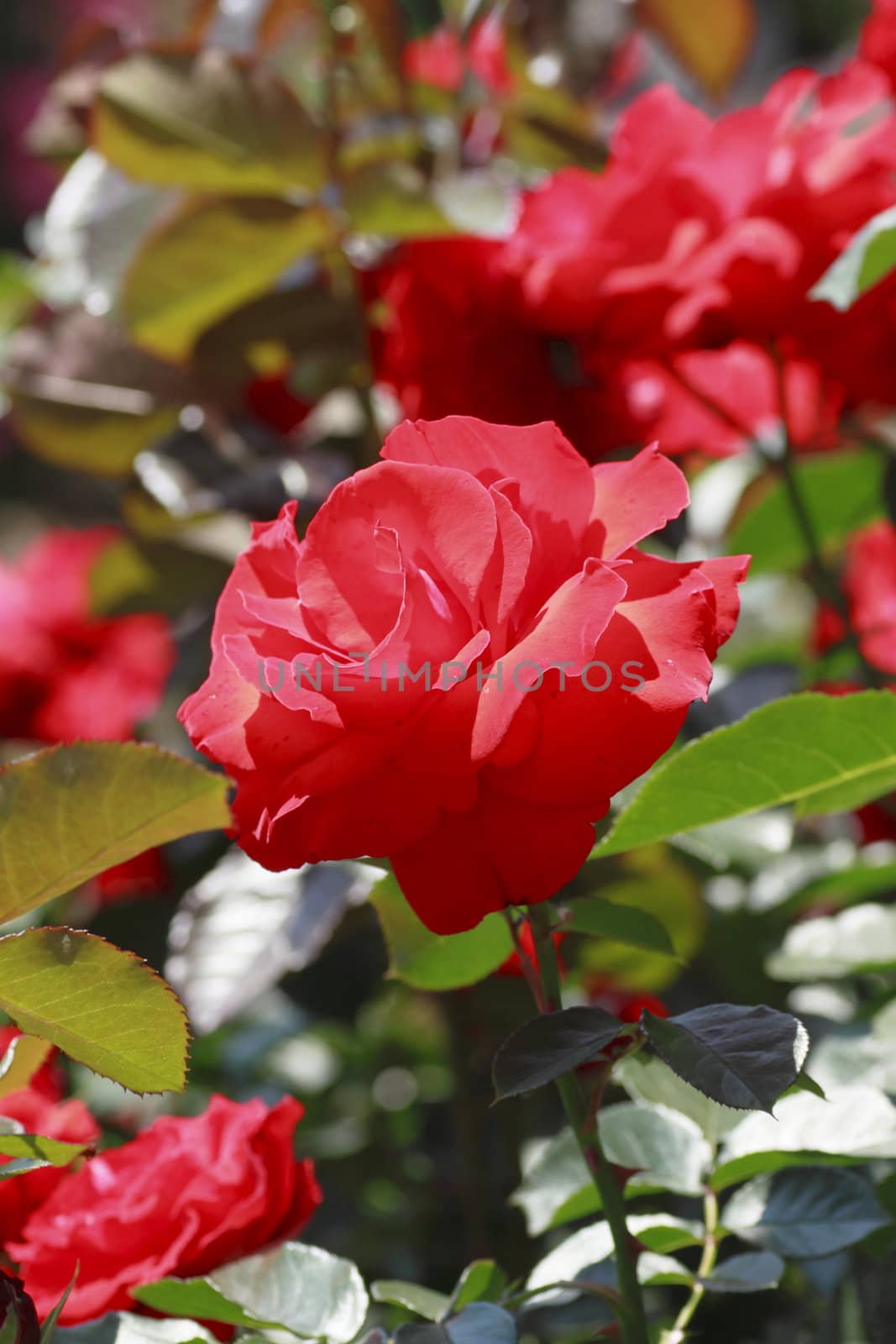 Close up   Beautiful  rose in a garden 