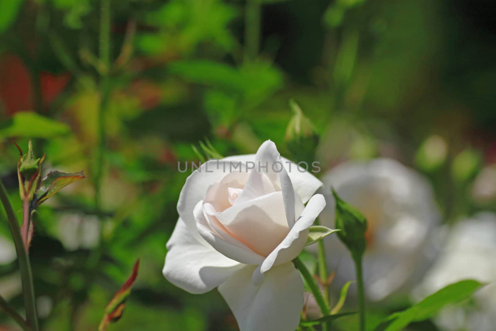 Close up   Beautiful  rose in a garden 