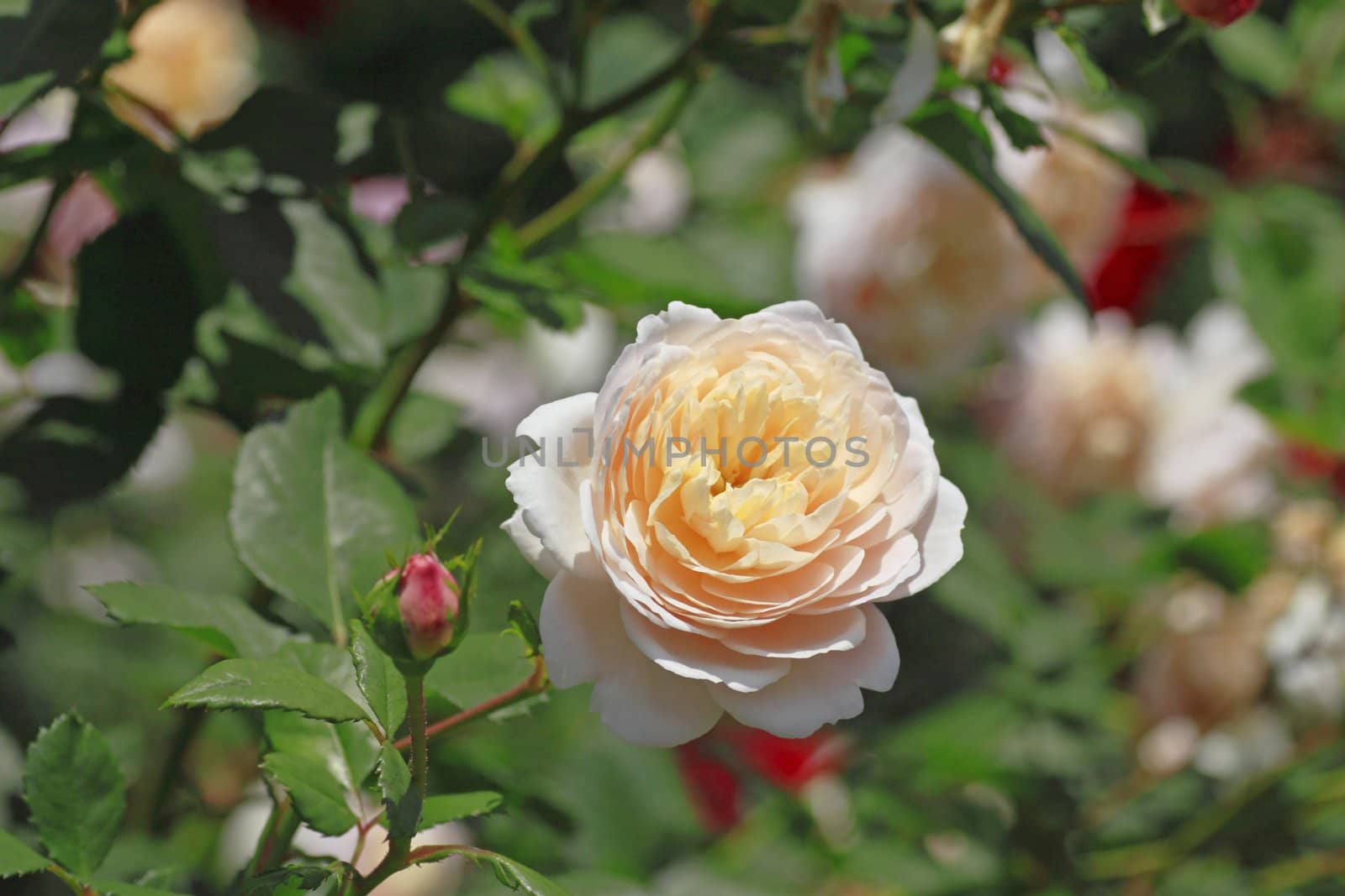 Close up   Beautiful  rose in a garden