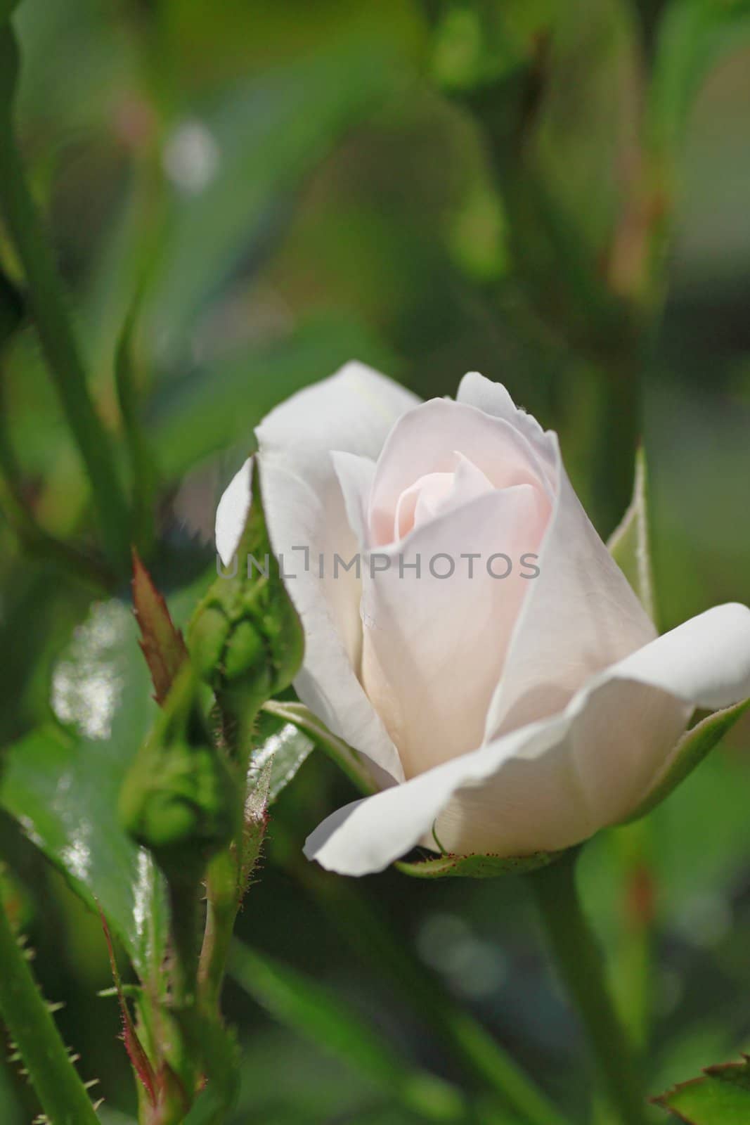 Close up   Beautiful  rose in a garden 