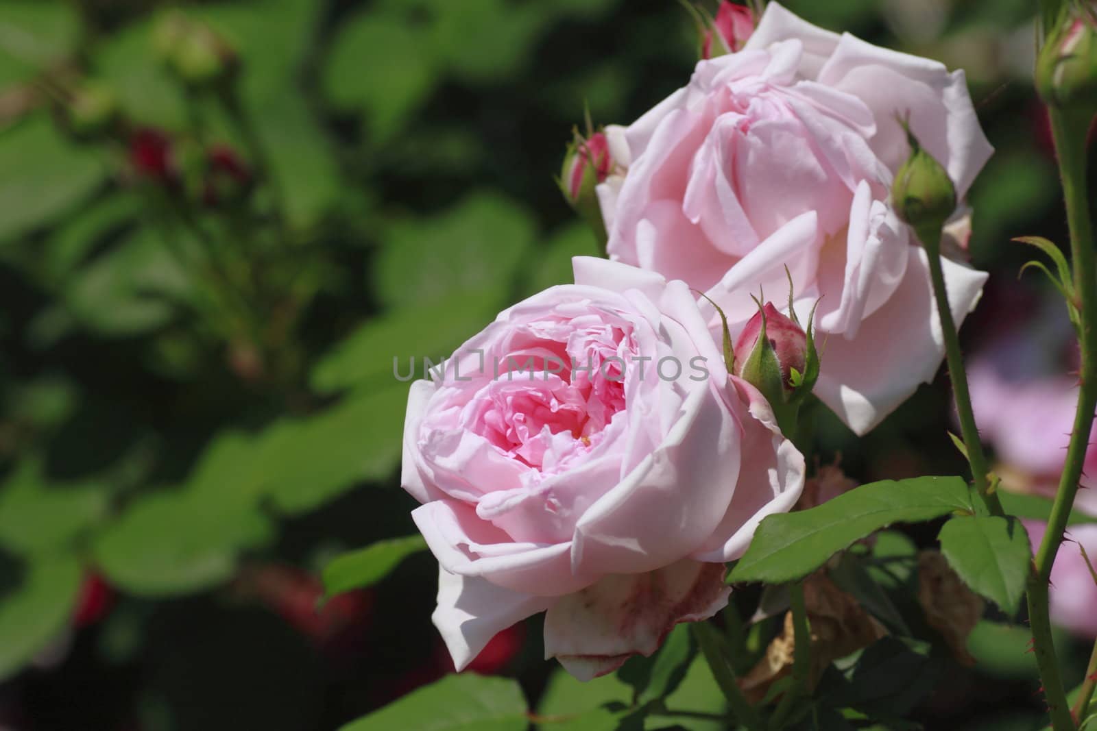 Close up   Beautiful  rose in a garden 