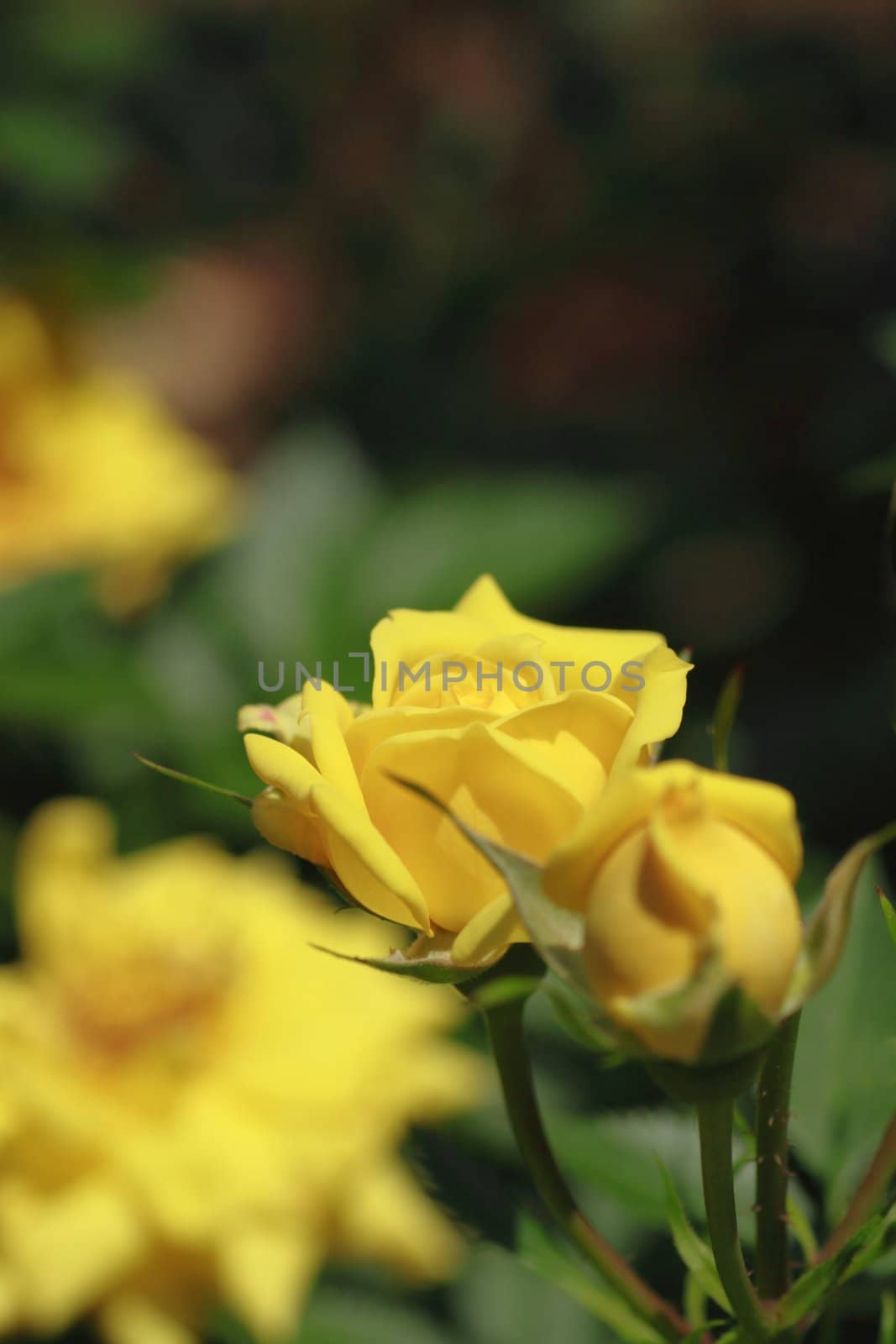 Close up   Beautiful  rose in a garden 