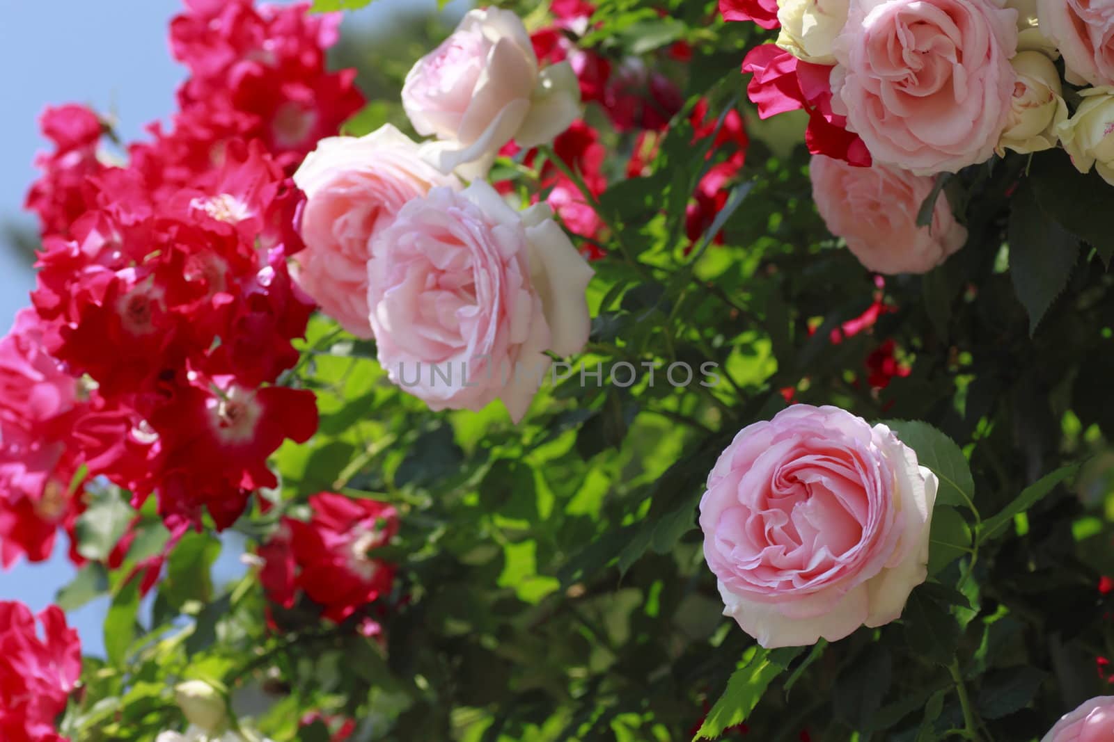 Close up   Beautiful  rose in a garden 