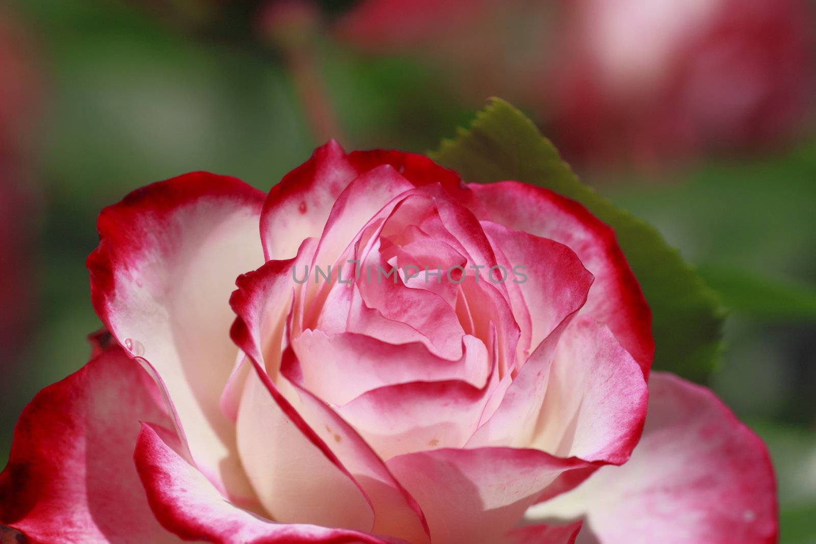 Close up   Beautiful  rose in a garden 