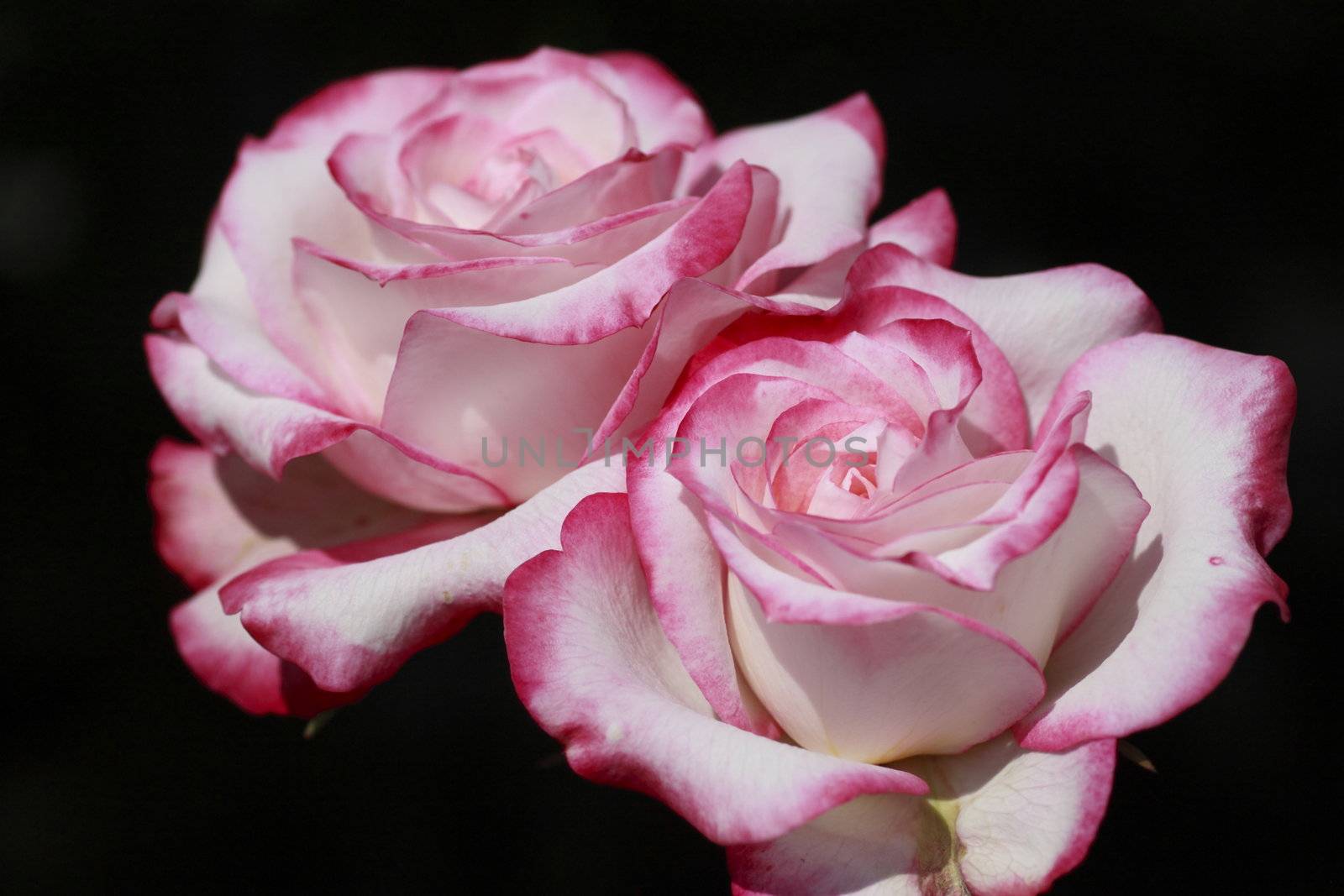 Close up   Beautiful  rose in a garden 