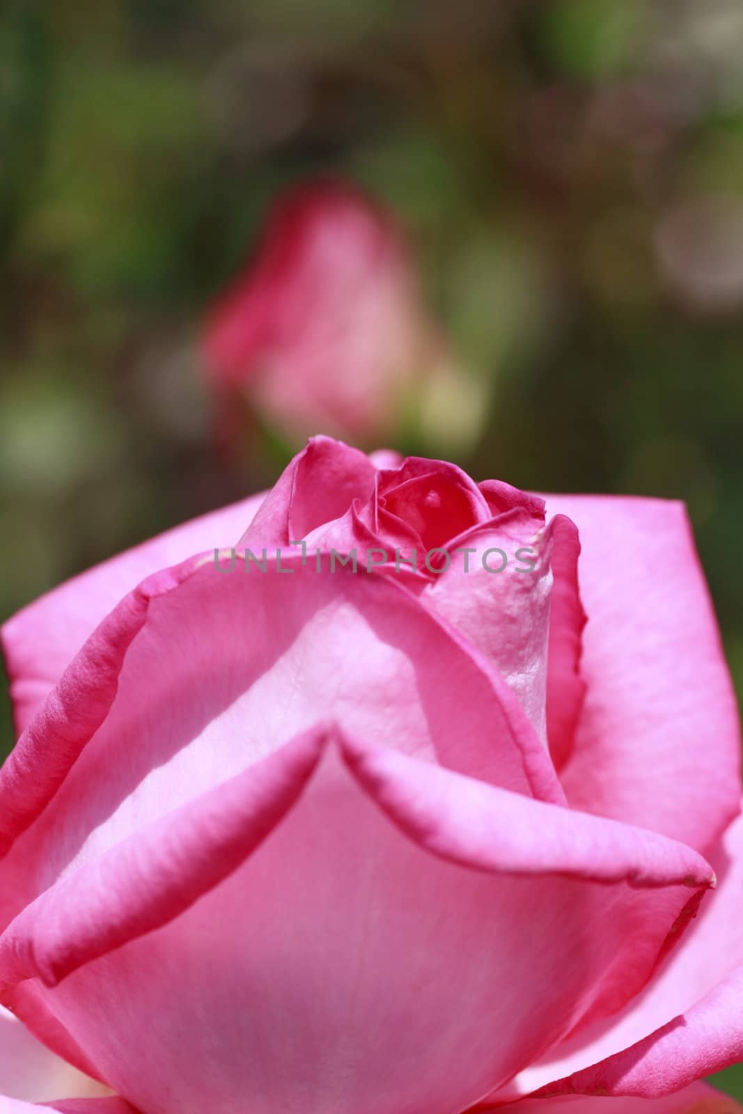 Close up   Beautiful  rose in a garden 