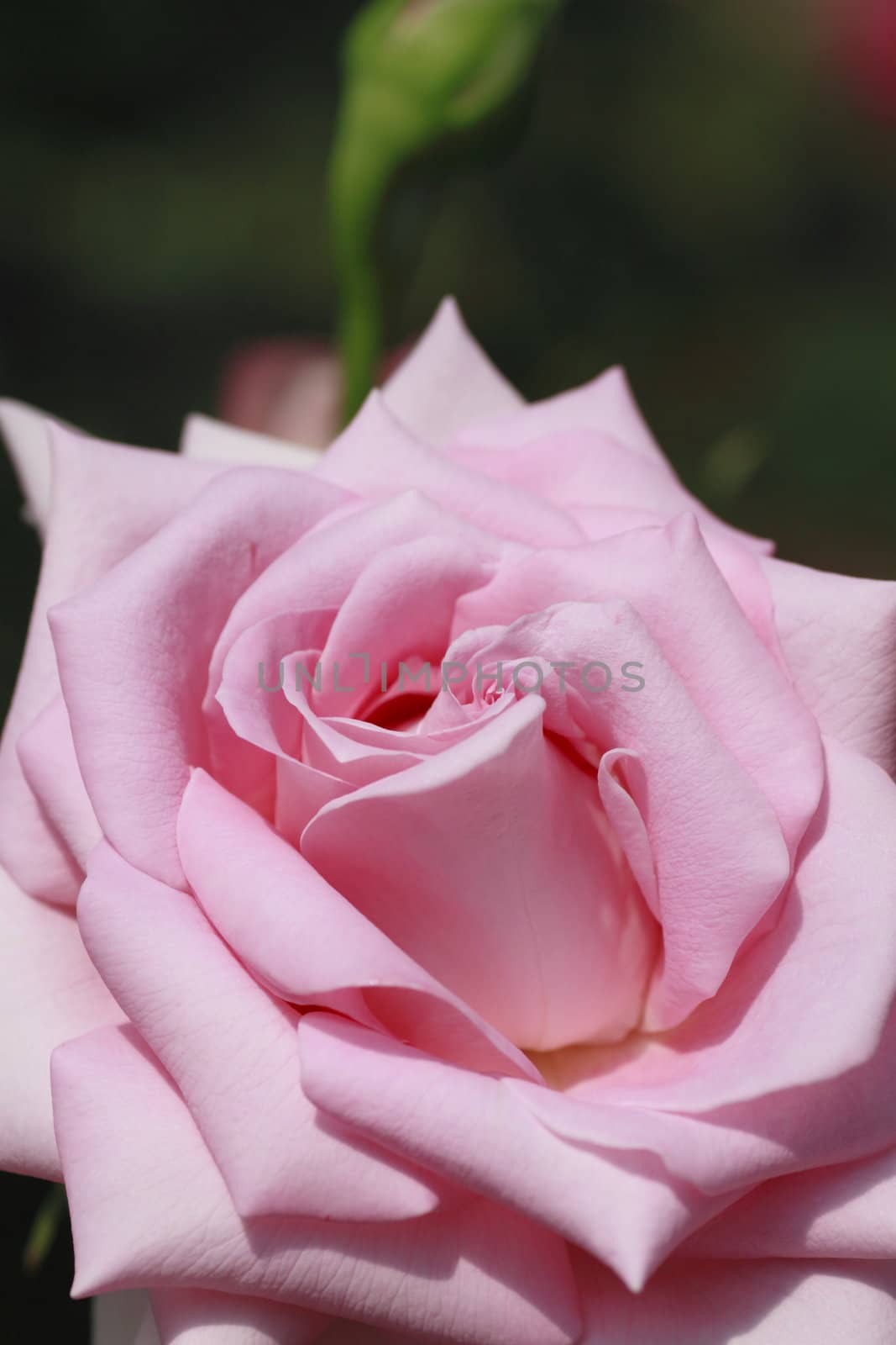 Close up   Beautiful  rose in a garden 