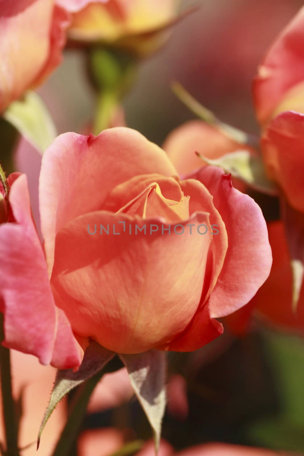 Close up   Beautiful  rose in a garden 