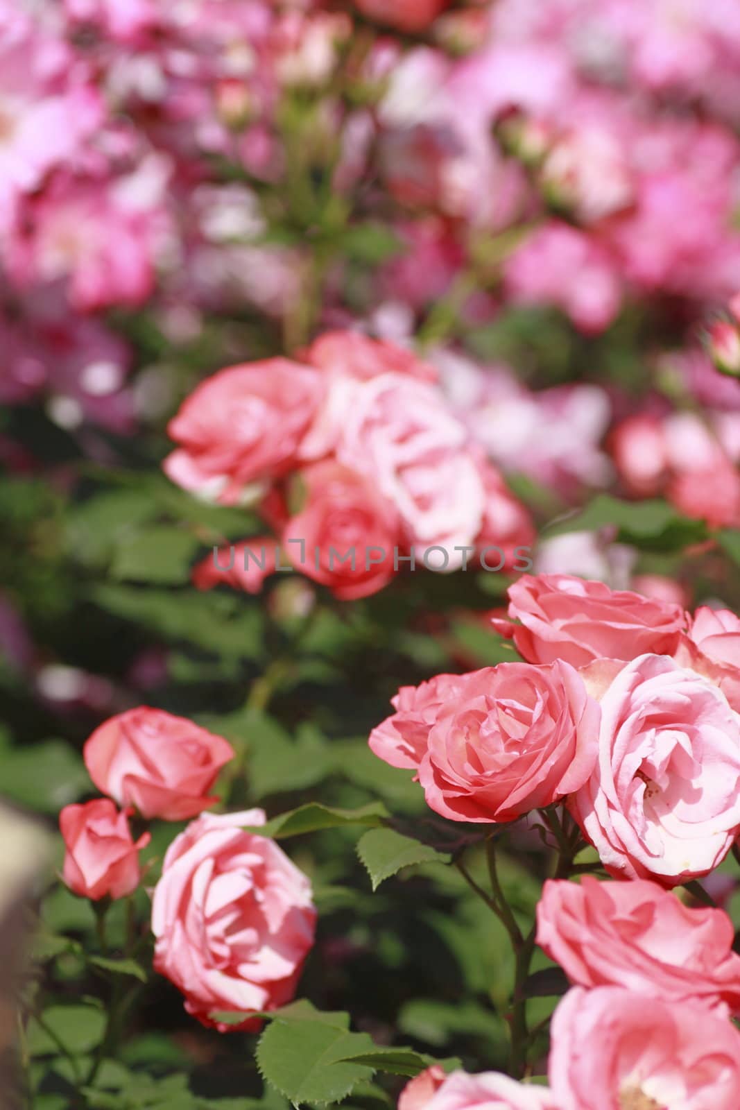 Close up   Beautiful  rose in a garden 