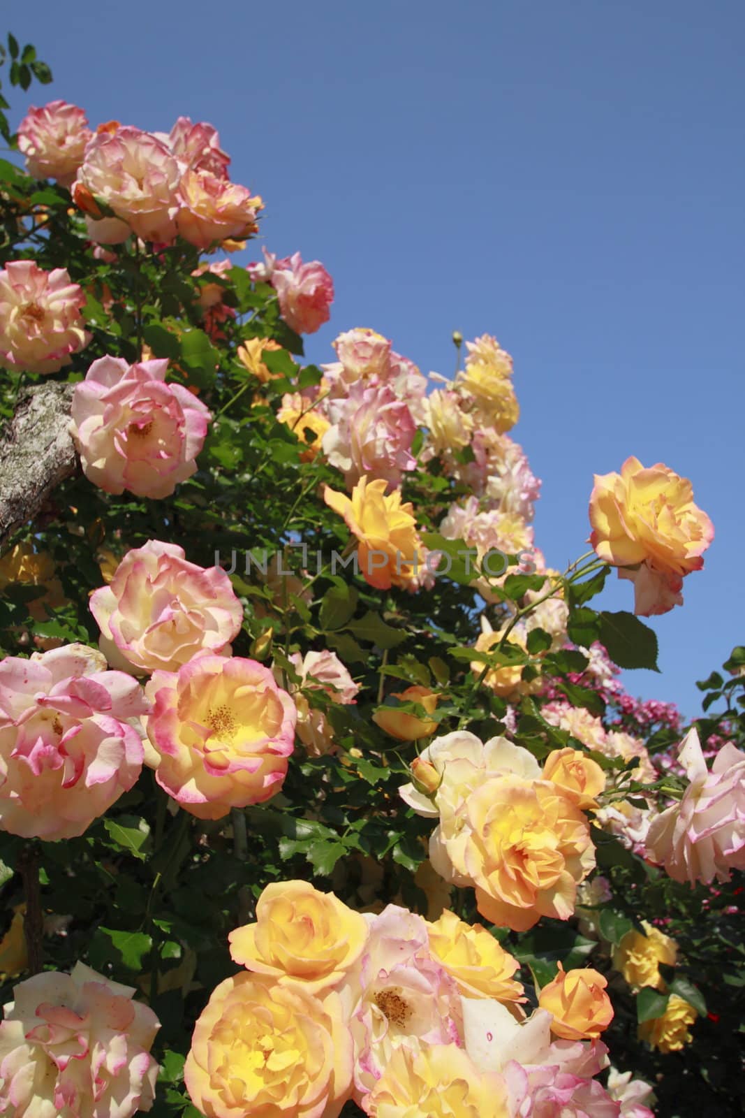 Close up   Beautiful  rose in a garden 