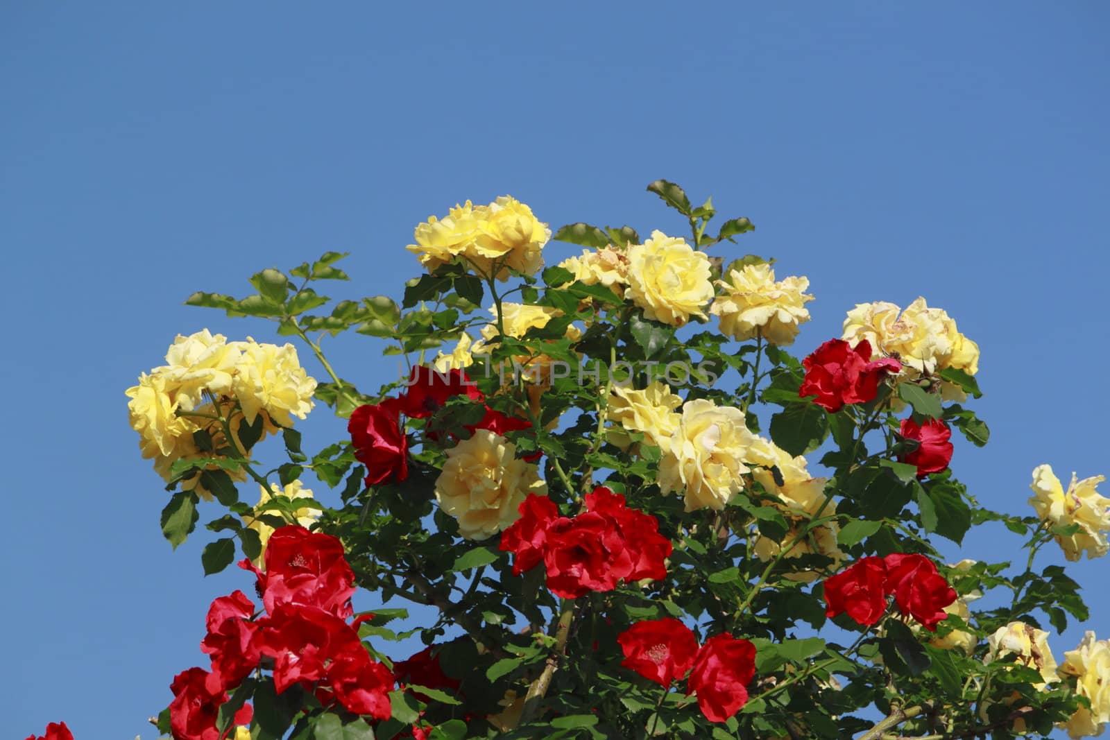 Close up   Beautiful  rose in a garden 