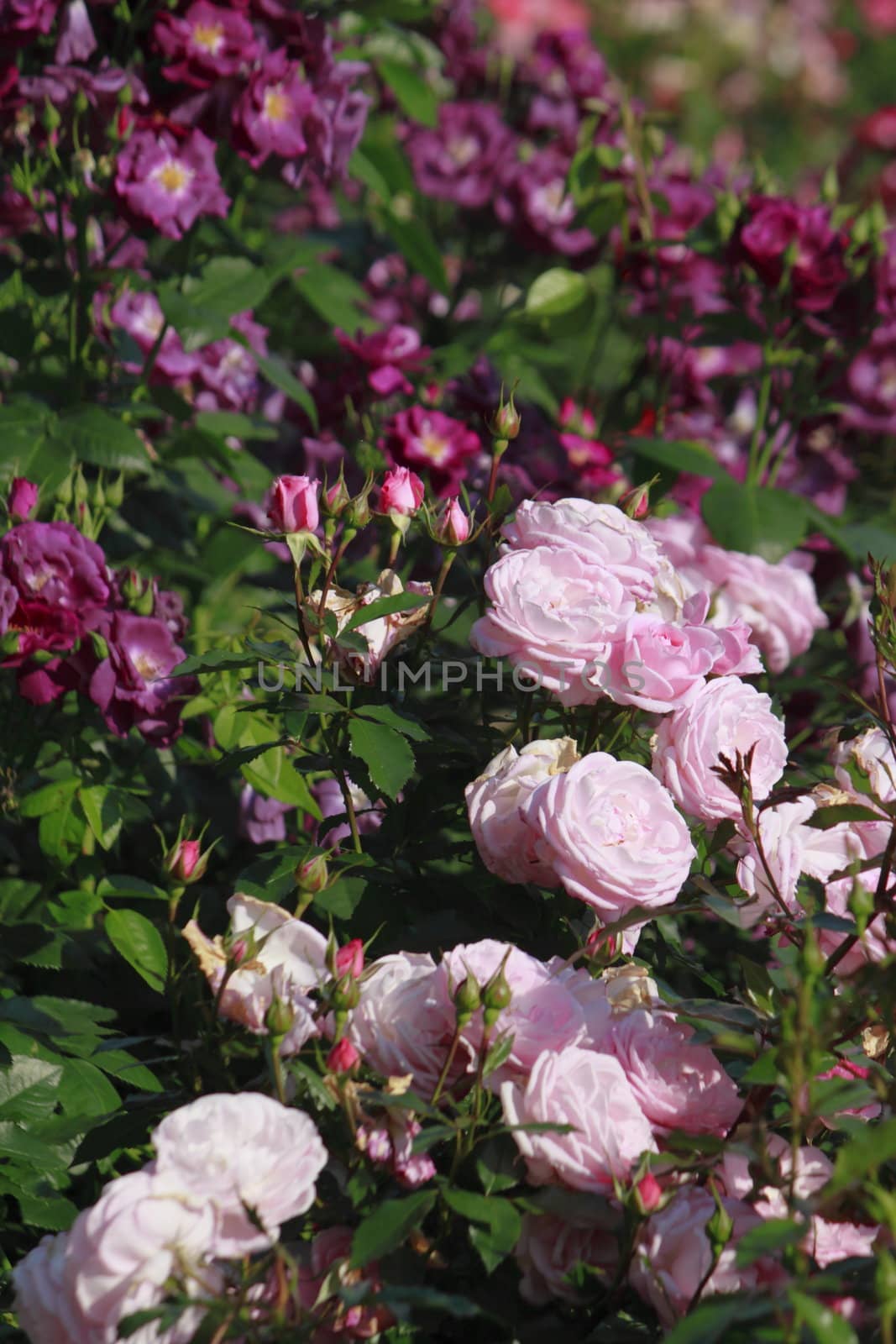 Close up   Beautiful  rose in a garden 