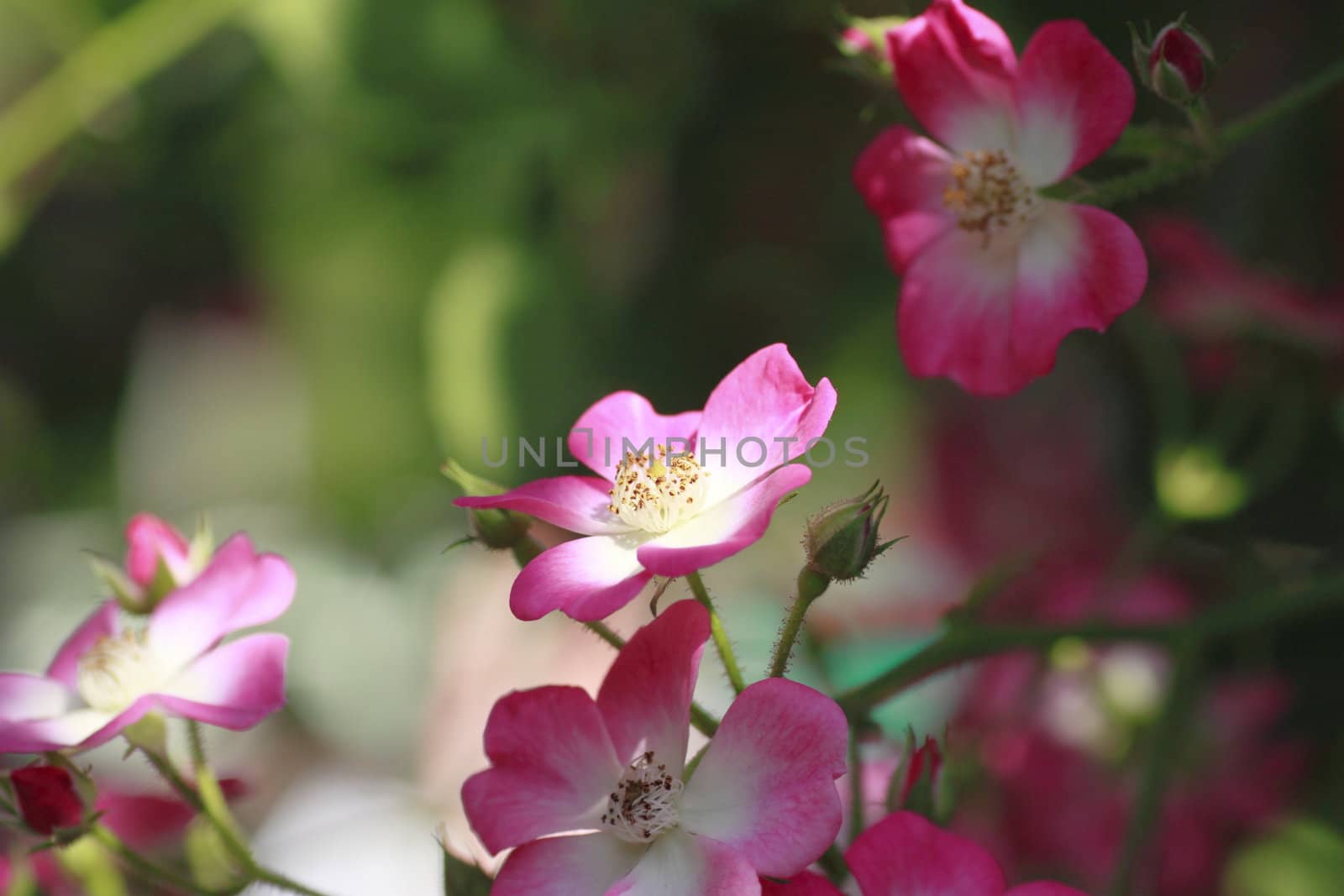 Close up   Beautiful  rose in a garden 