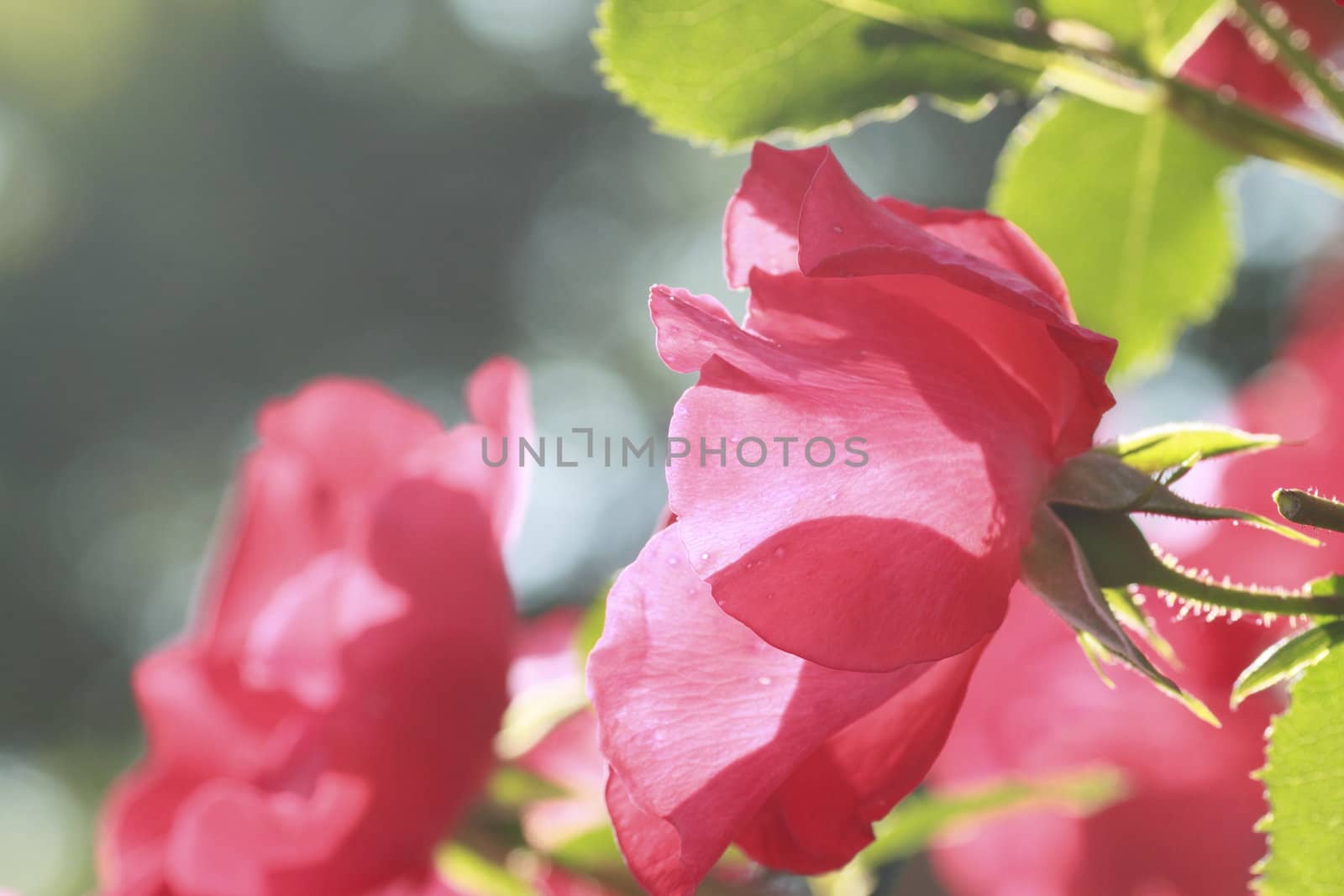 Close up   Beautiful  rose in a garden 