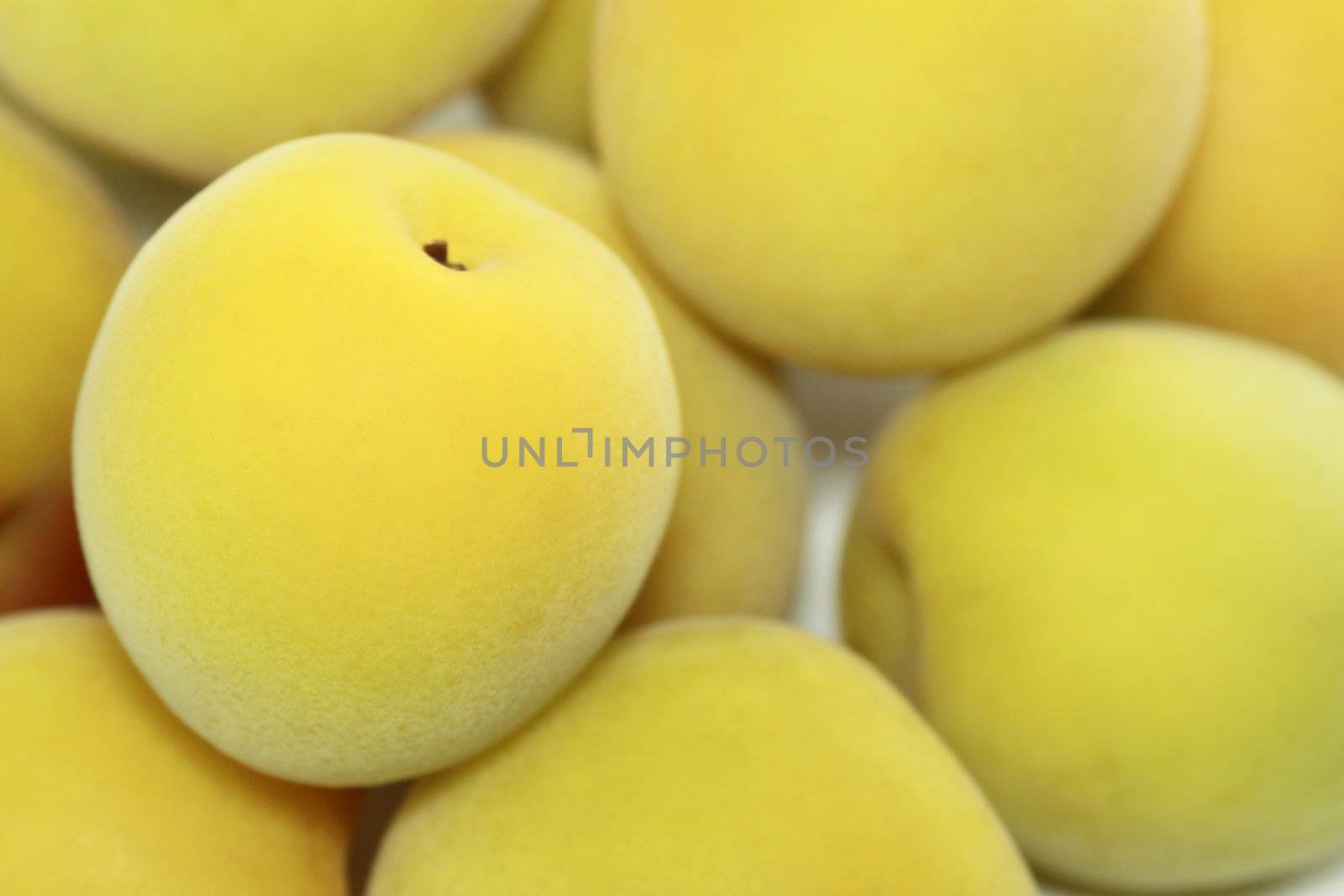 Ripe fruits of Ume (Prunus mume or Japanese apricot) 