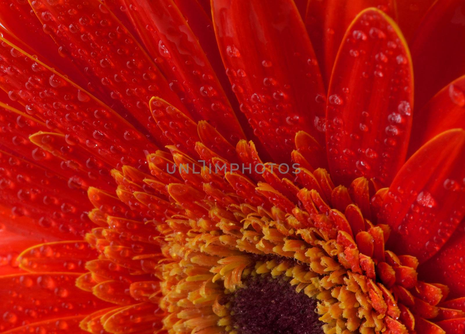 Red gerbera flower with water droplets closeup as background