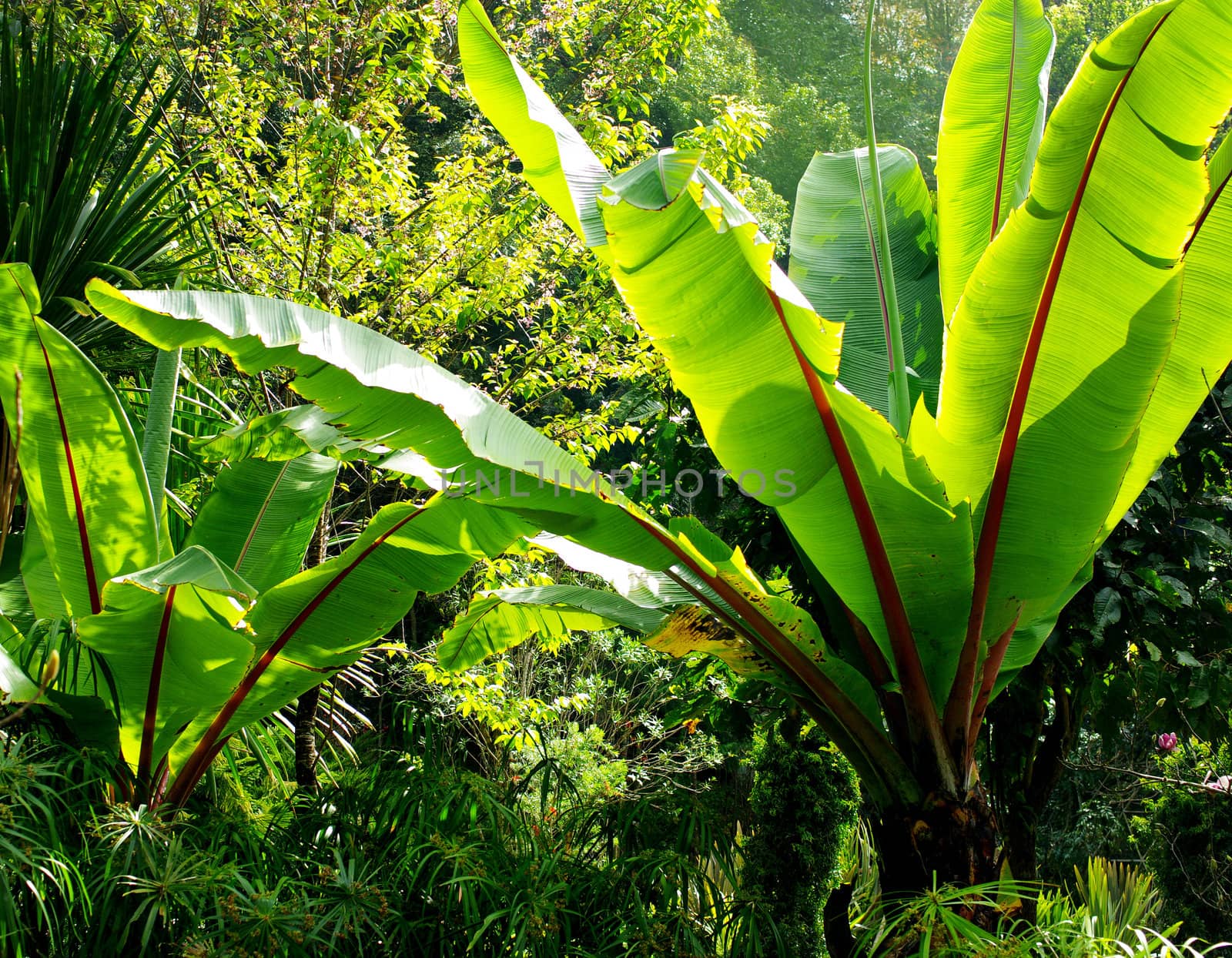 Banana tree for decorate garden, Thailand