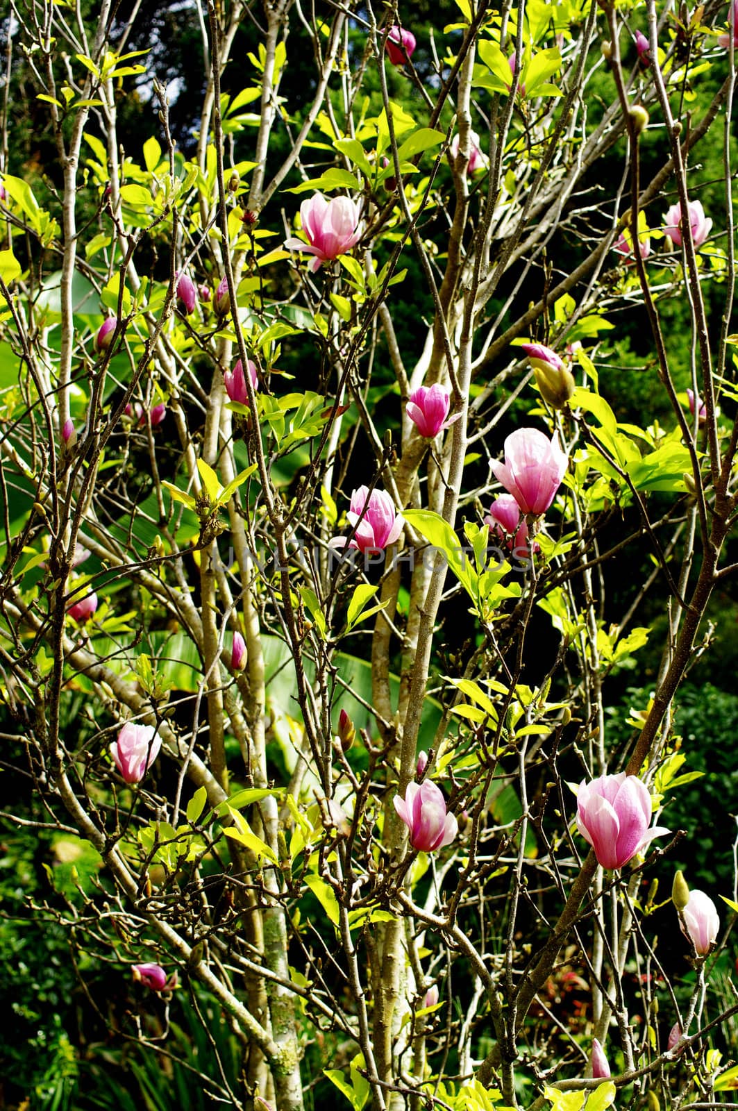 Magnolia flower on tree by pixbox77