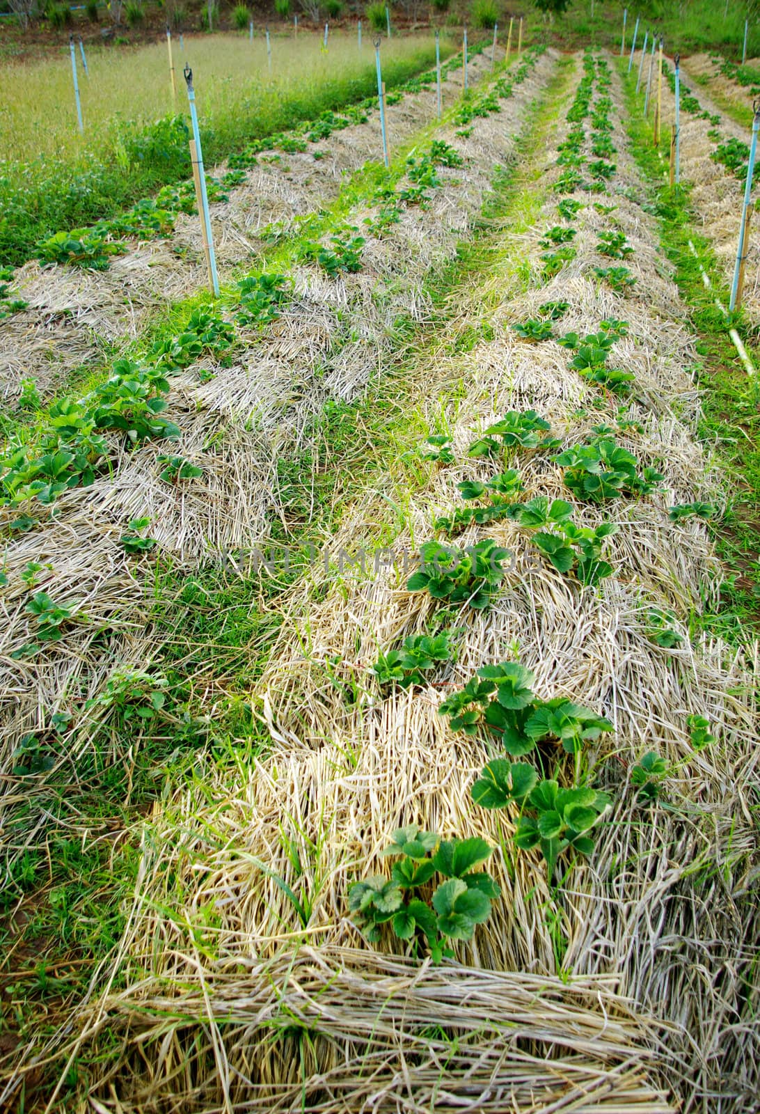 Strawberry plants farming by pixbox77