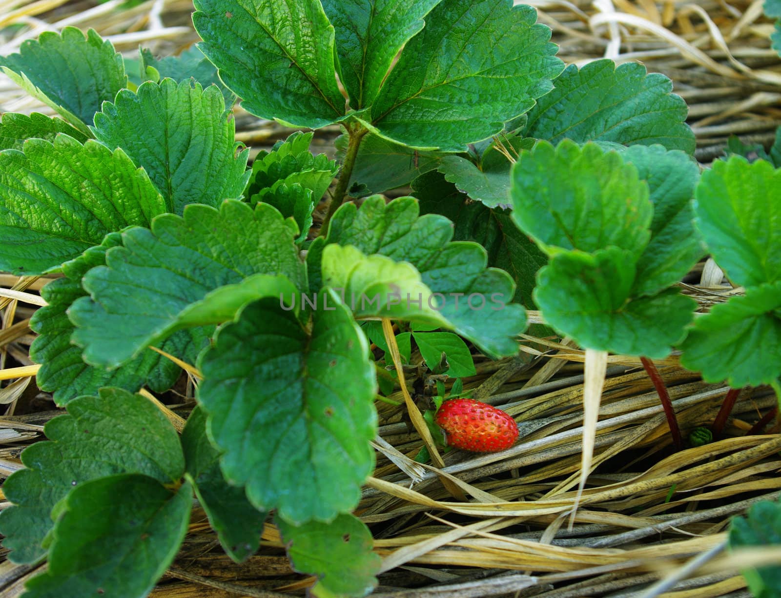 Strawberry in the farm