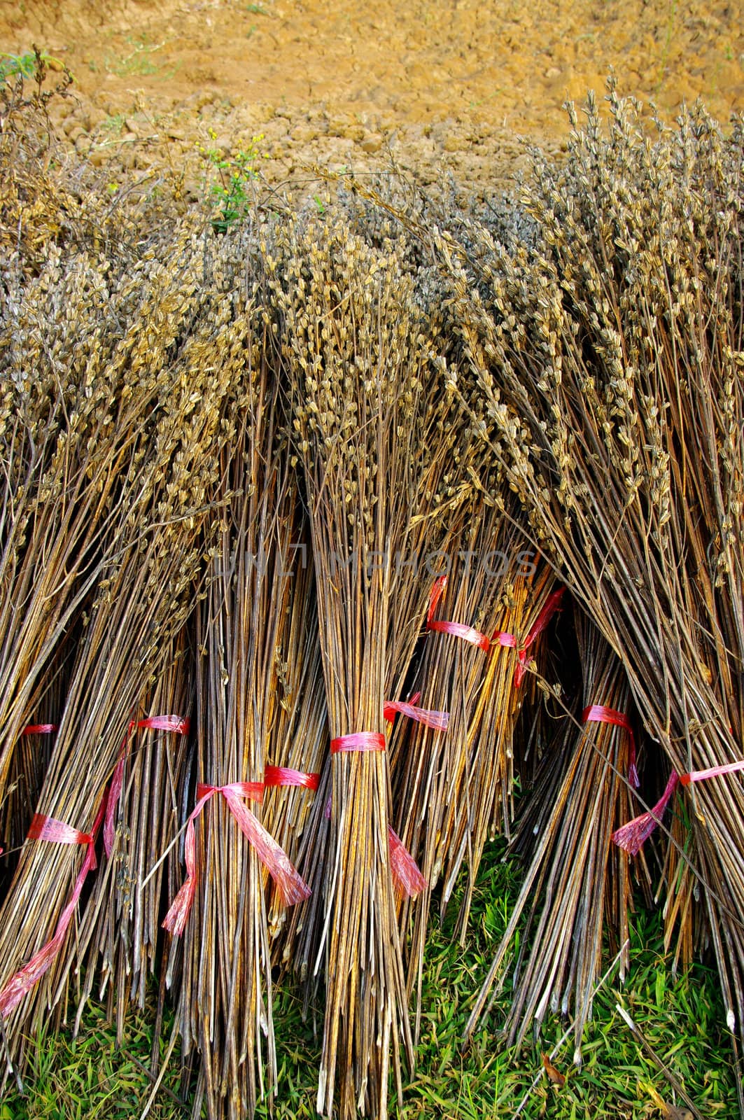 Bind the Dry plant harvest 