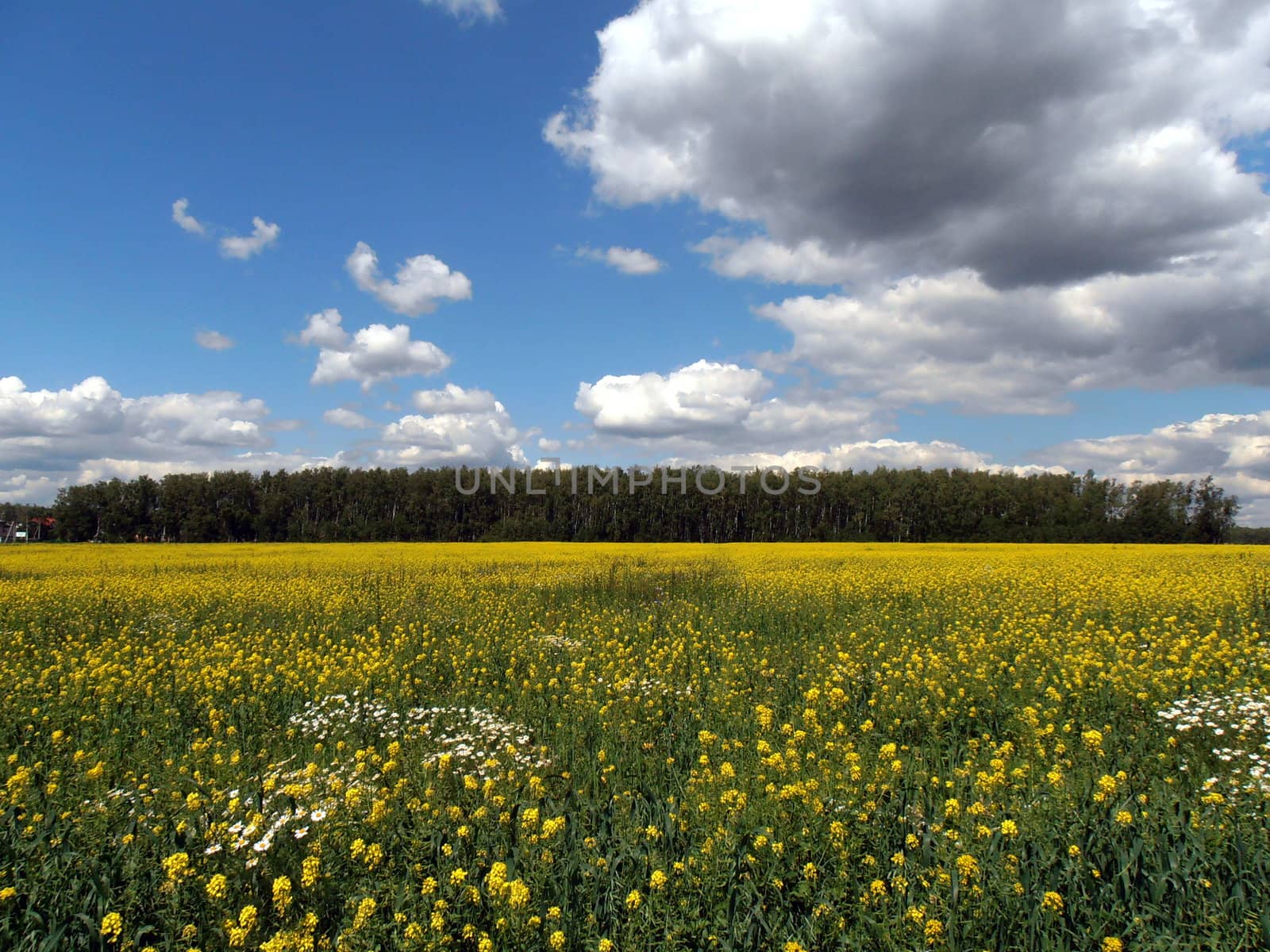 Moscow landscape near the village Bykovo . 07.2012