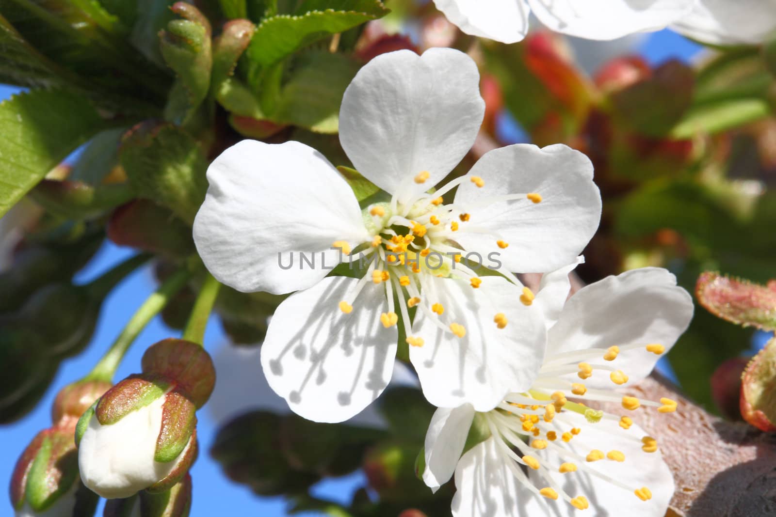 fruit tree blossoming in spring time with new growth