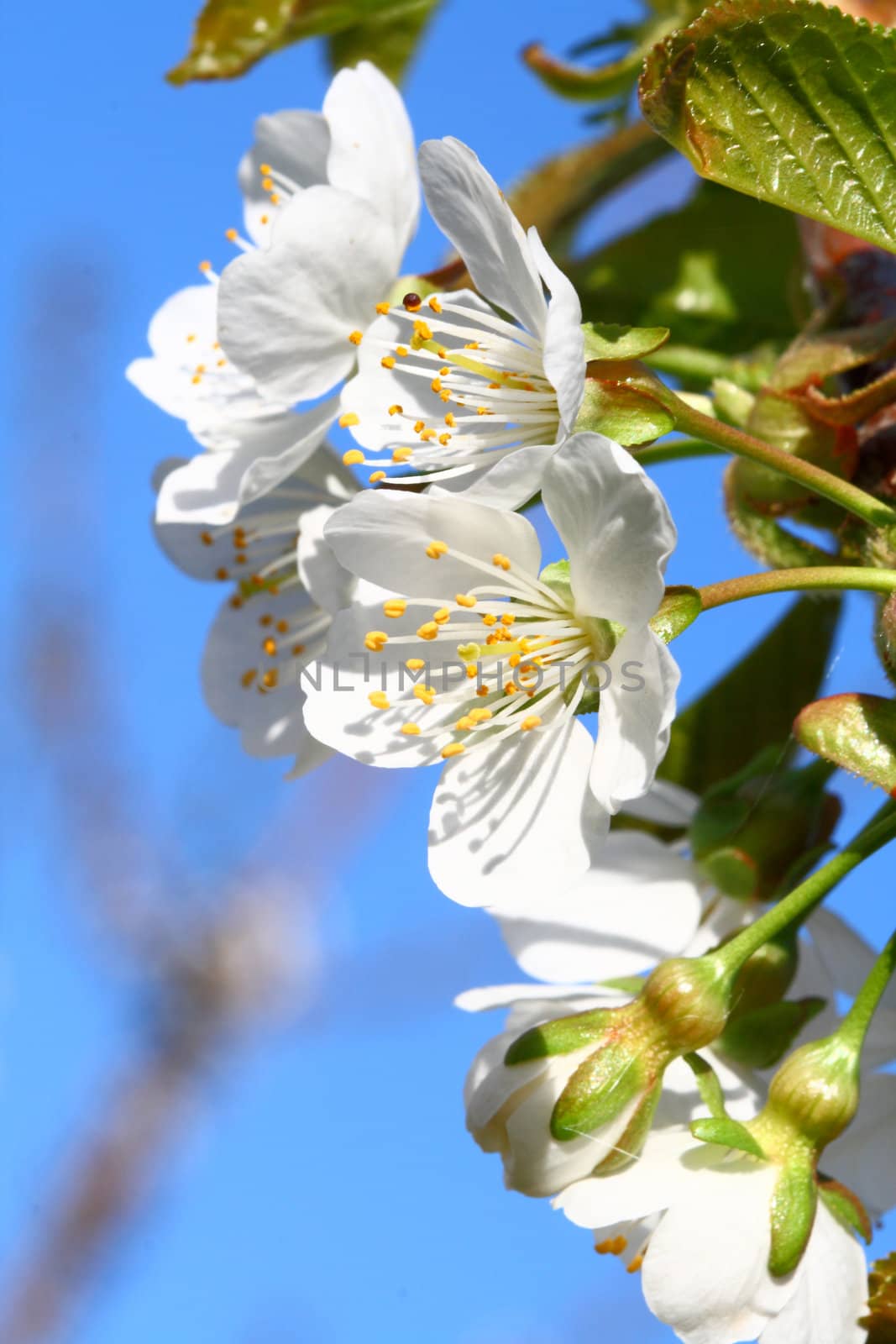 apple tree fruit blossoms in spring time new growth