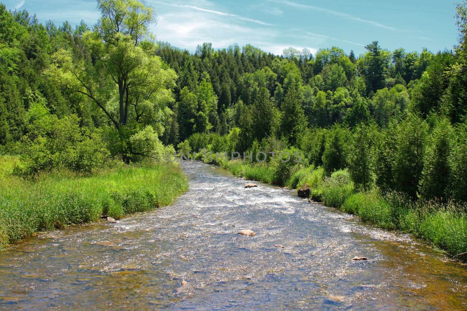 looking at a river downstream into the forest