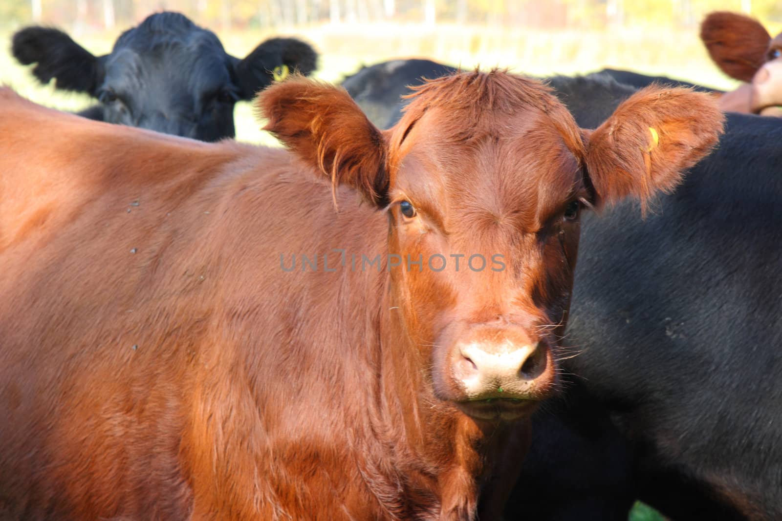 country cows for beef on farm by njene