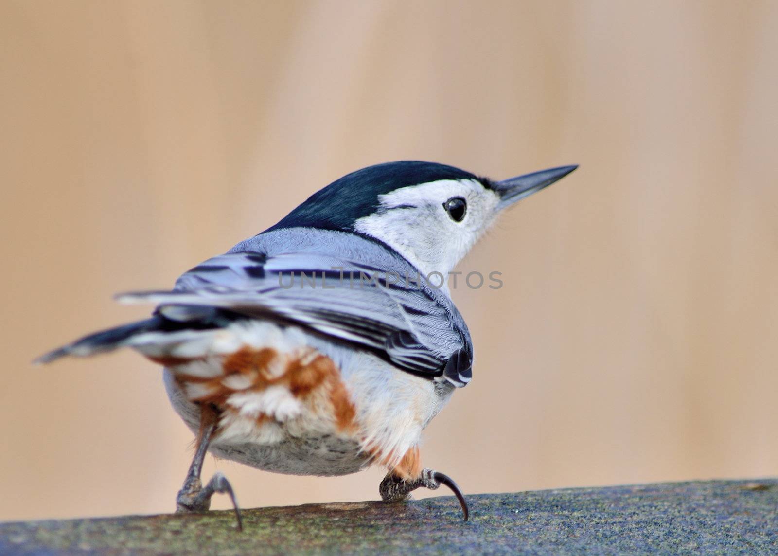 Nuthatch perched on a railing looking right.