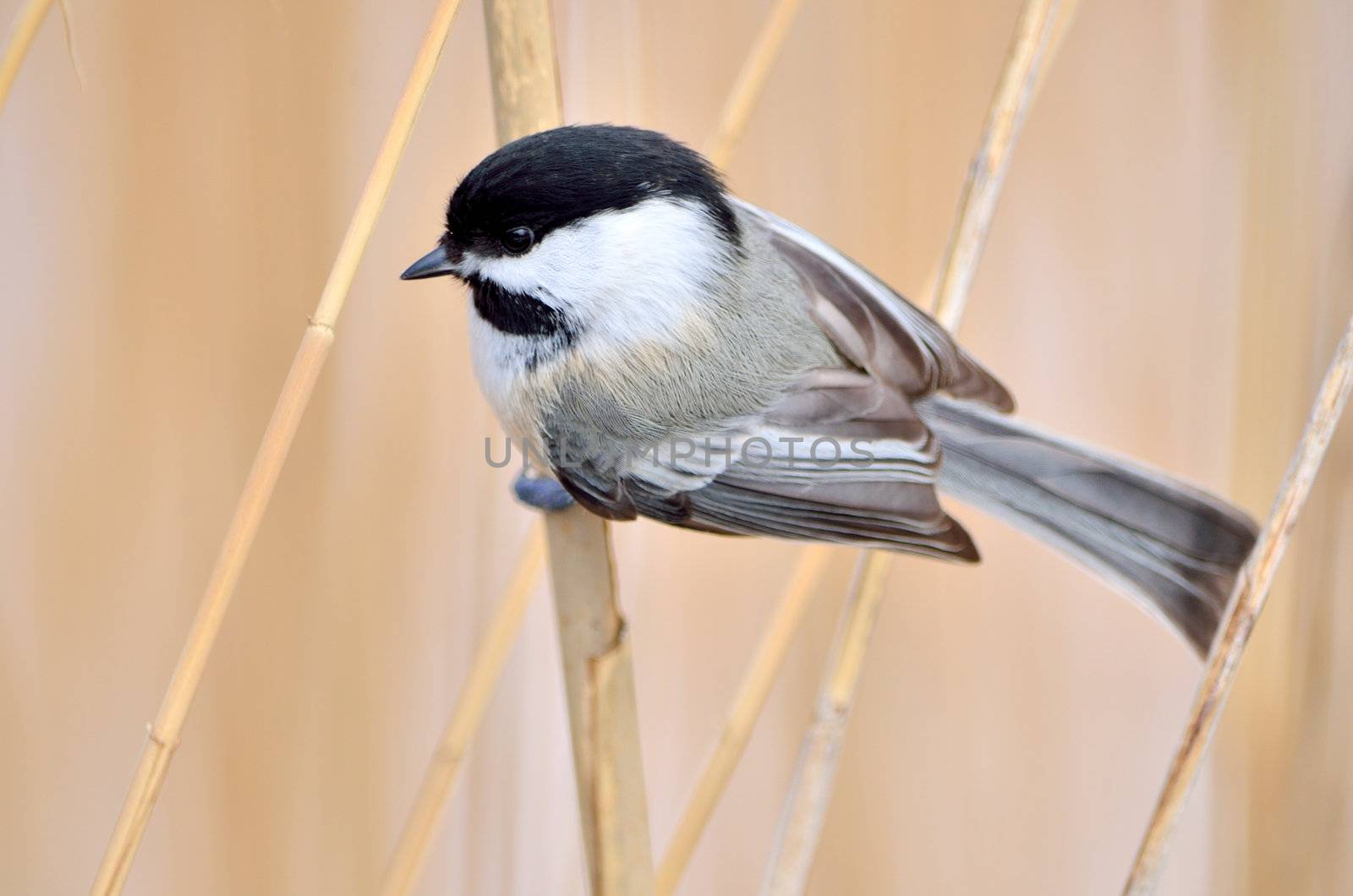 Chickadee perched on a reed in a swamp.