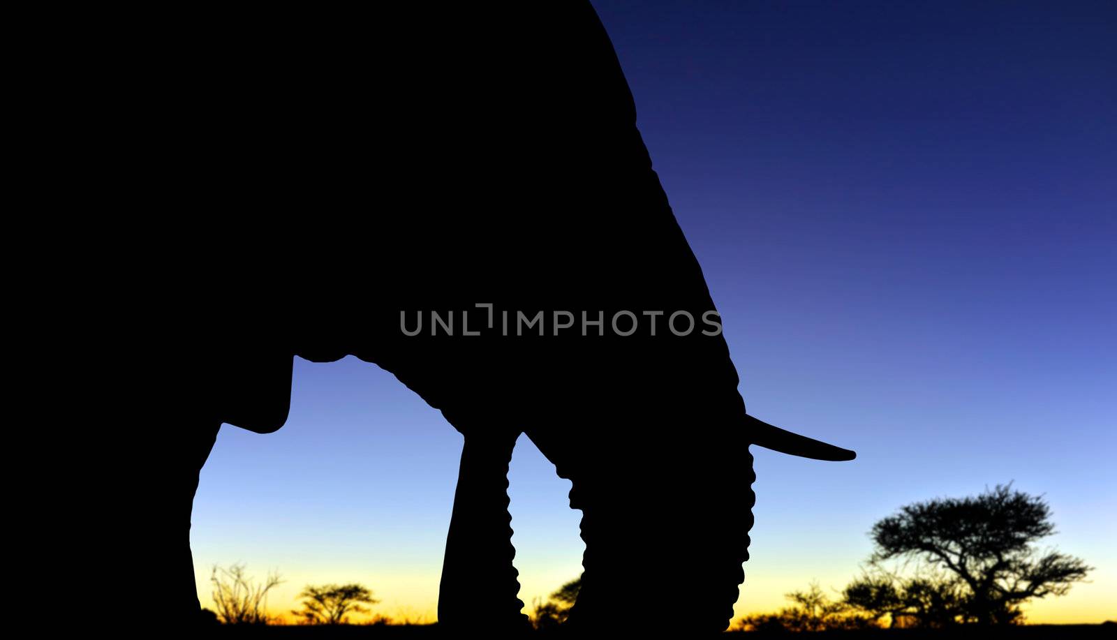 African elephant head - close up at sunset by tish1