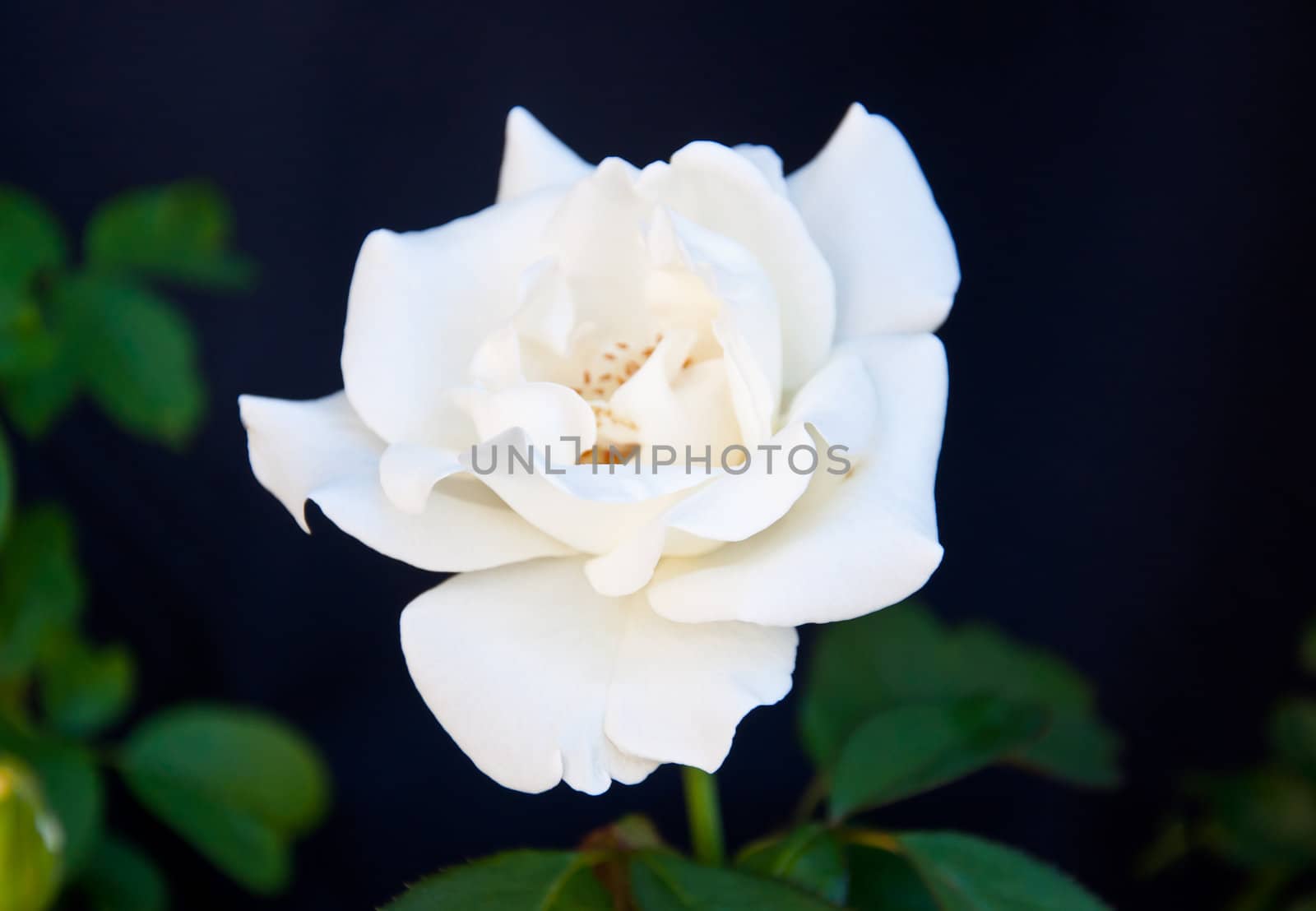 white rose on black background