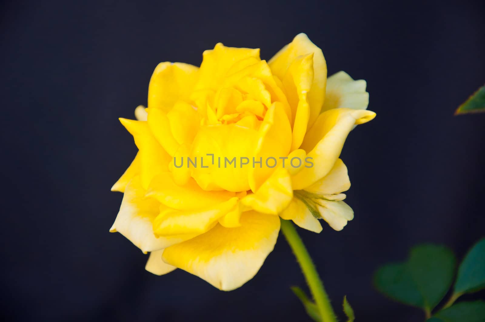 Yellow rose on black background